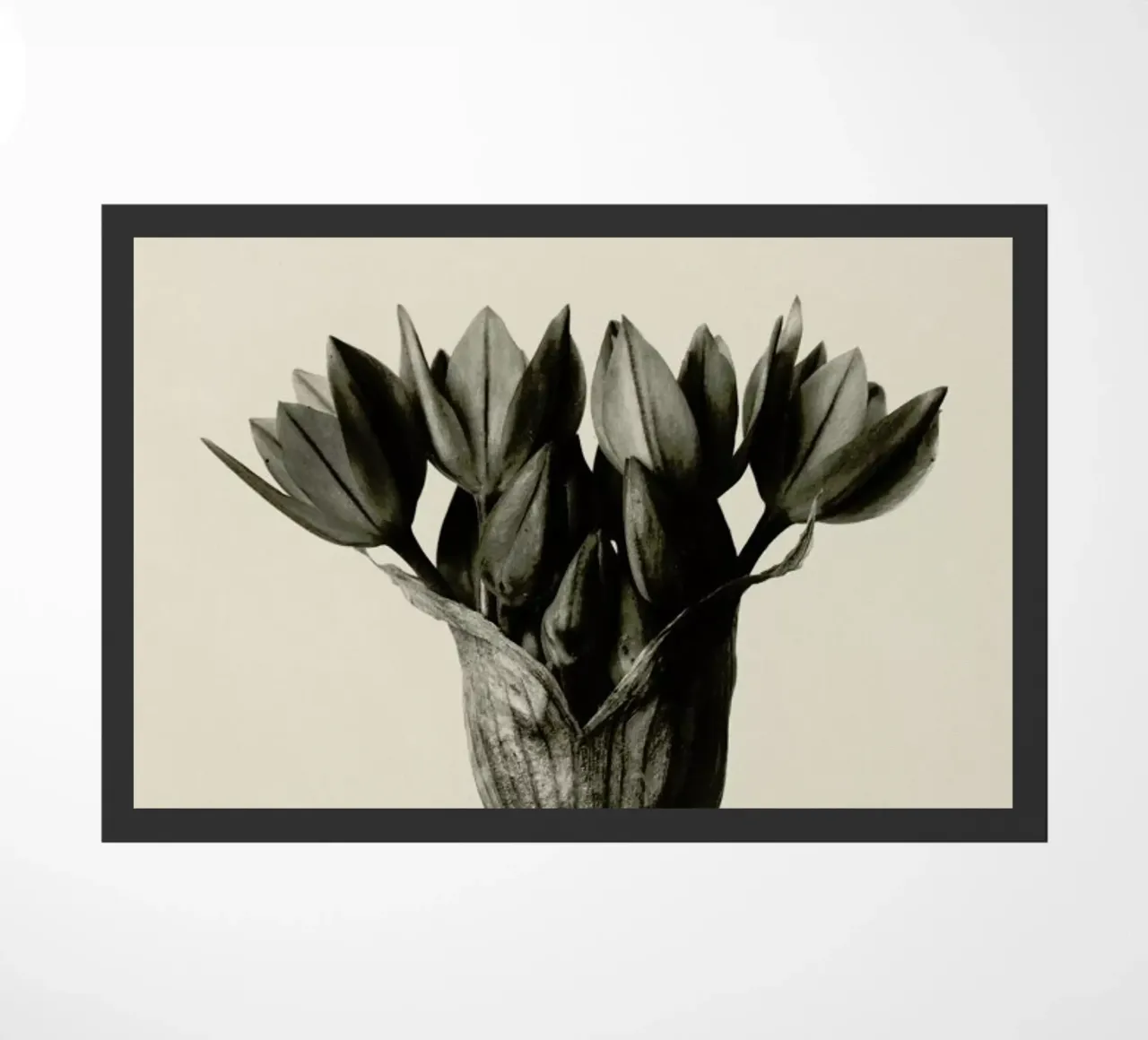 Allium Ostrowskianum, Knoblauchpflanze - Karl Blossfeldt zerbino da Artokoloro Quint Lox Ltd