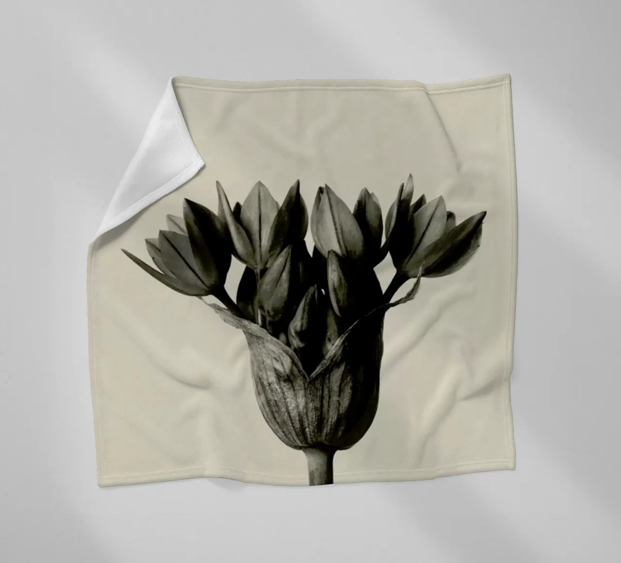 Allium Ostrowskianum, Knoblauchpflanze - Karl Blossfeldt coperta in pile da Artokoloro Quint Lox Ltd