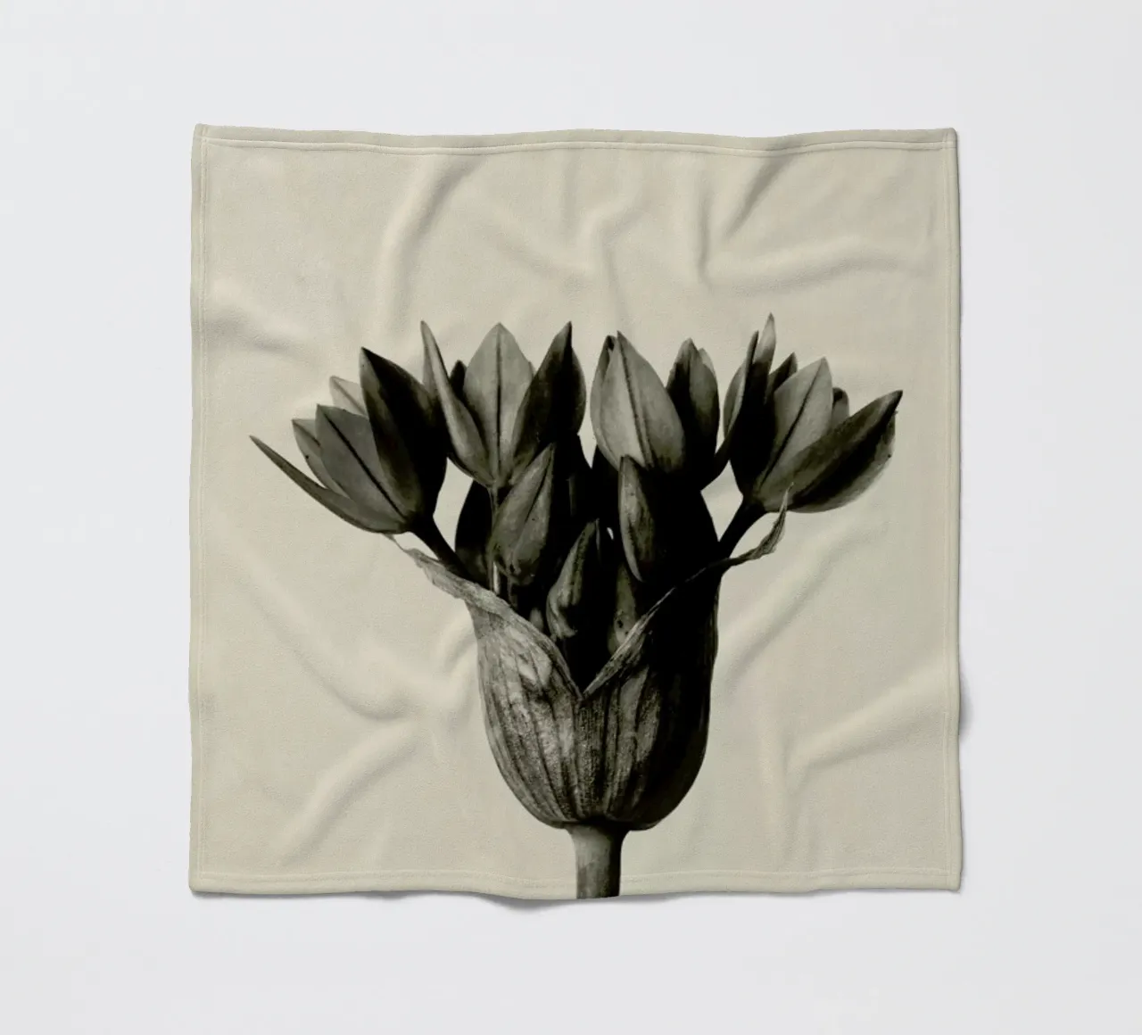 Allium Ostrowskianum, Knoblauchpflanze - Karl Blossfeldt coperta in pile da Artokoloro Quint Lox Ltd
