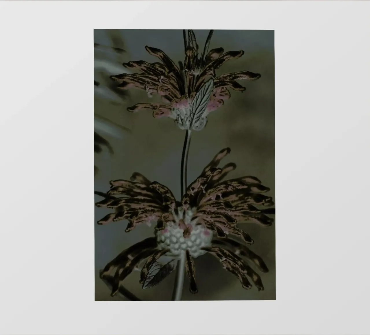 Wild Dagga pellicola backlit da Shot By Clint