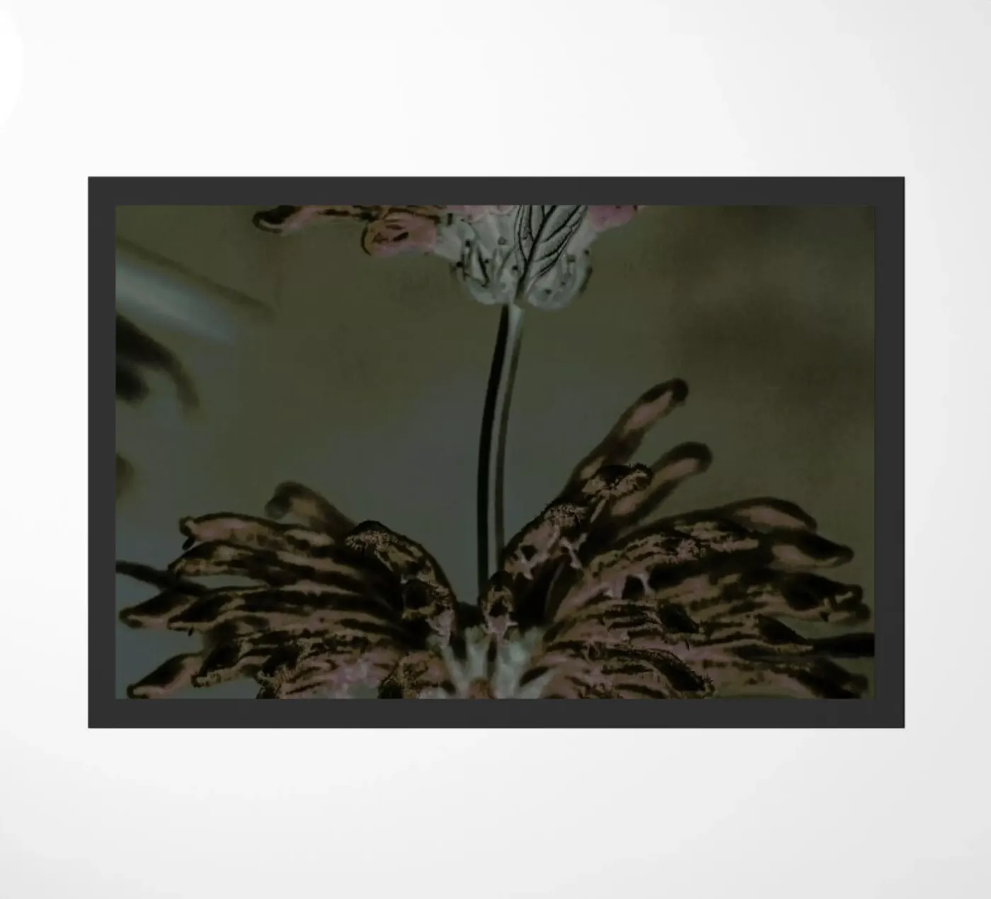 Wild Dagga zerbino da Shot By Clint