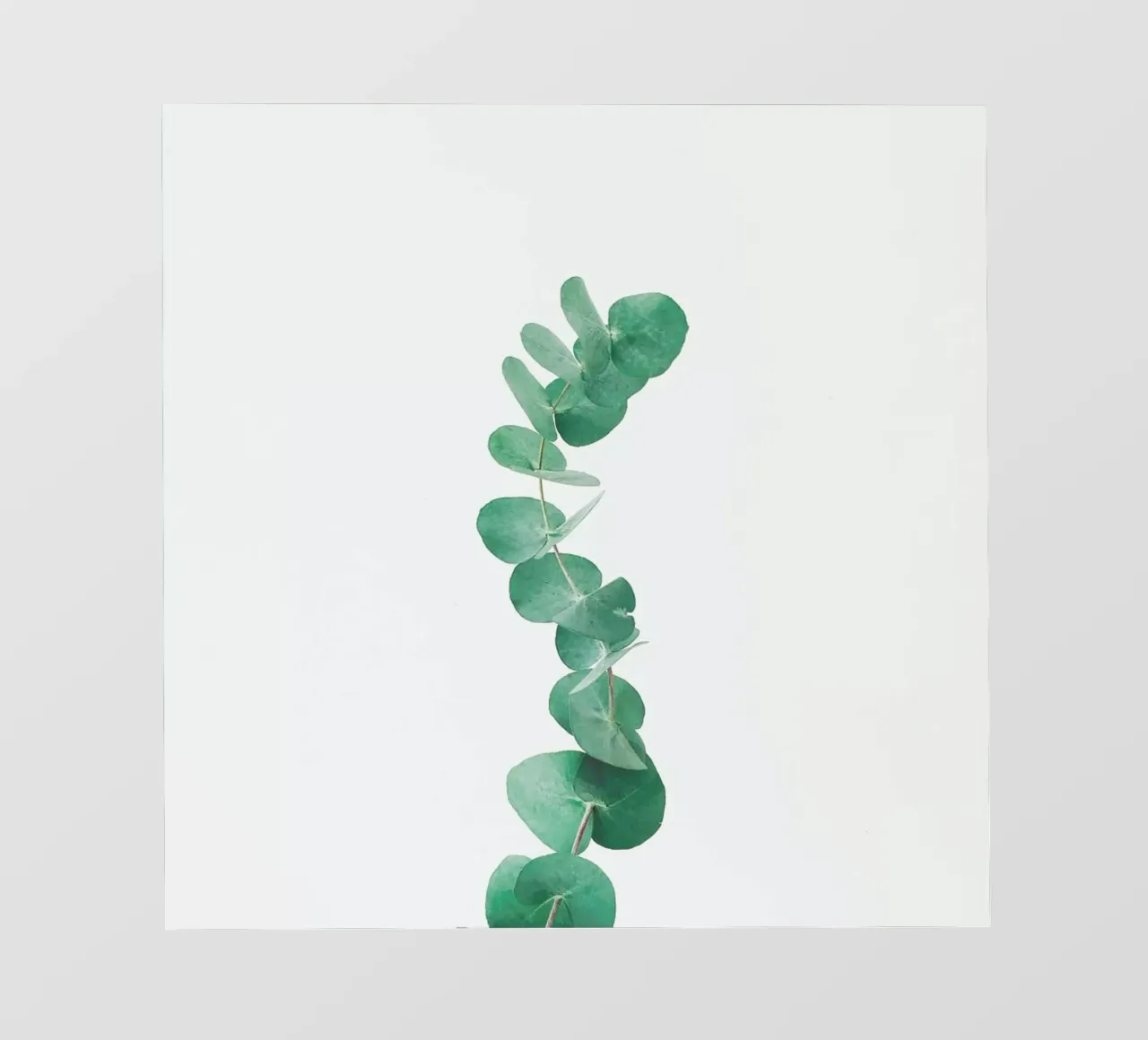 Eucalyptus III pvc cover by Cassia Beck Photography
