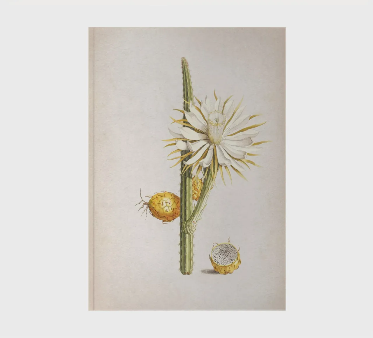 Vintage Ehret 1 Cereus Altissimus notebook by Vintage Print Collection
