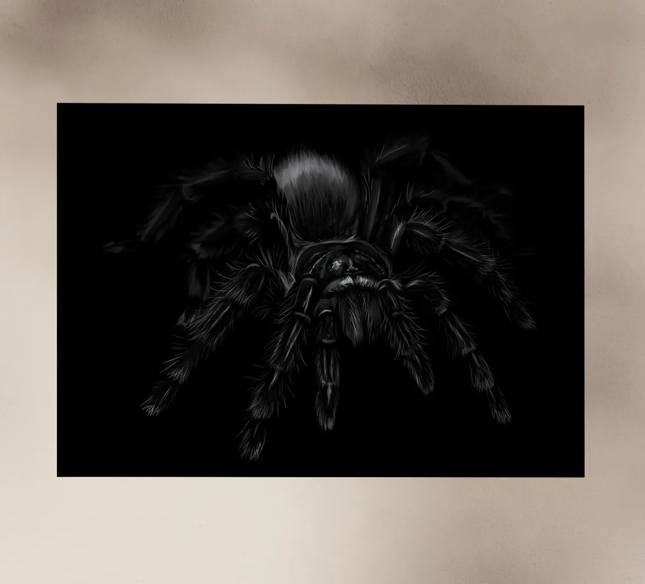 Grammostola pellicola backlit da Delaplane