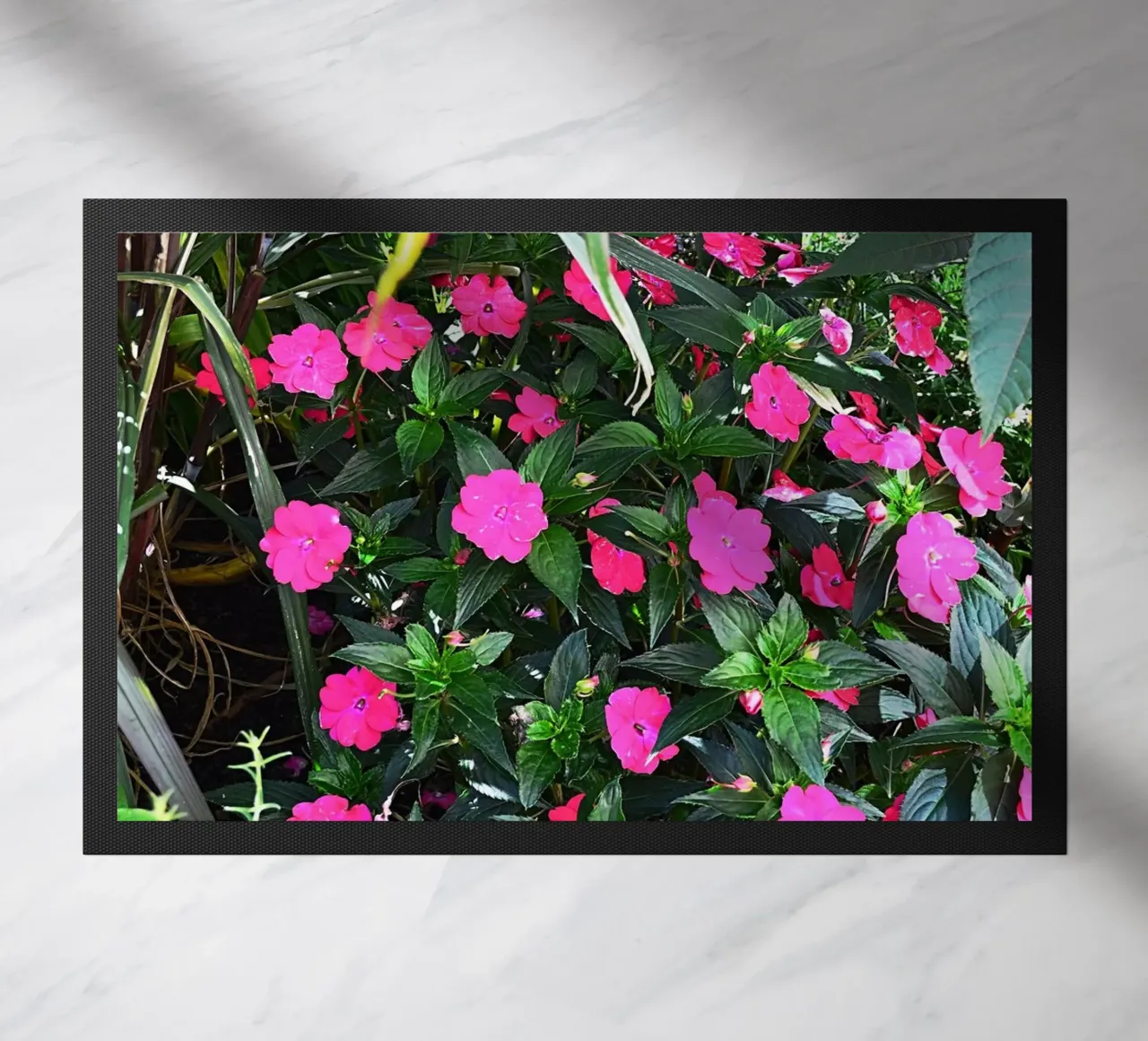 FAA249 zerbino da Thierry vobmann photography