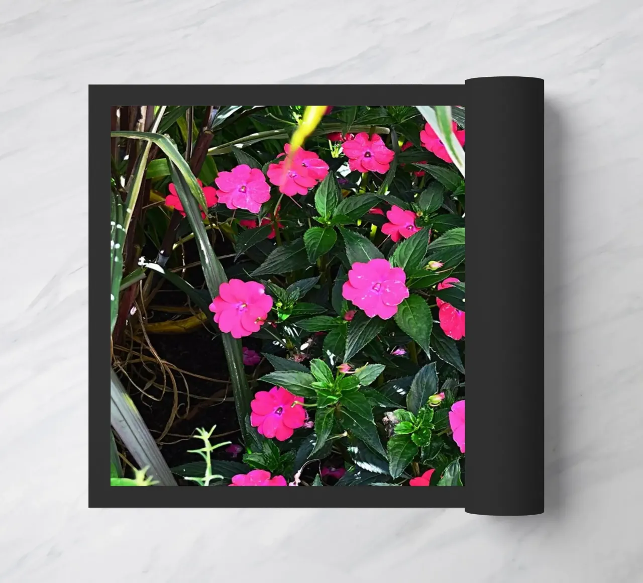 FAA249 zerbino da Thierry vobmann photography