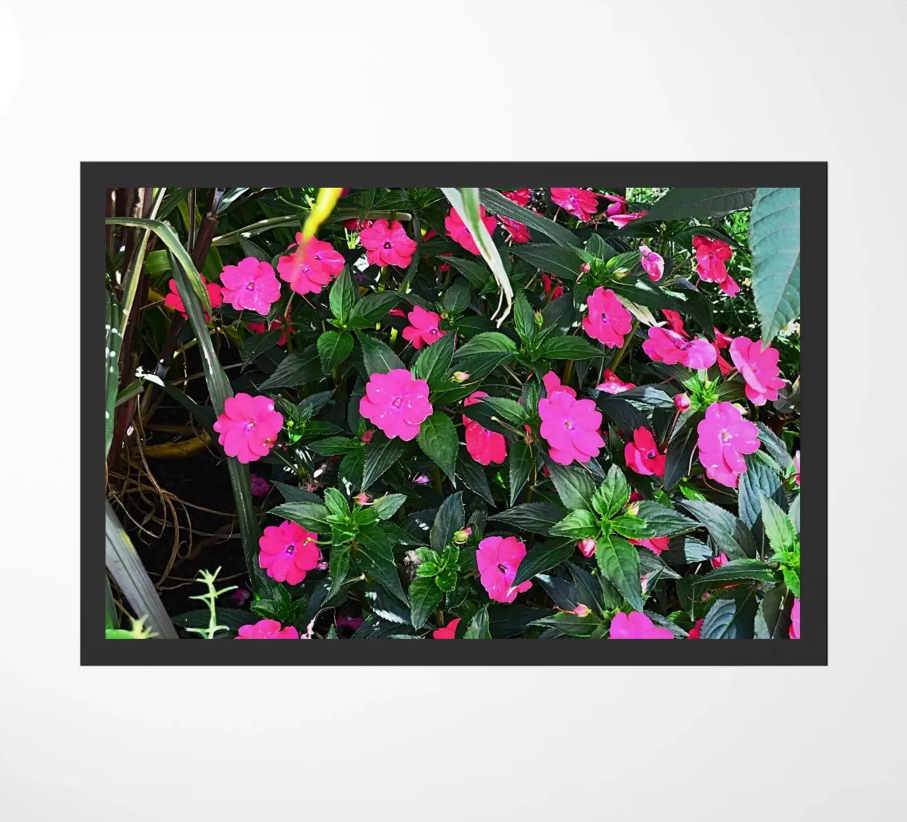 FAA249 zerbino da Thierry vobmann photography