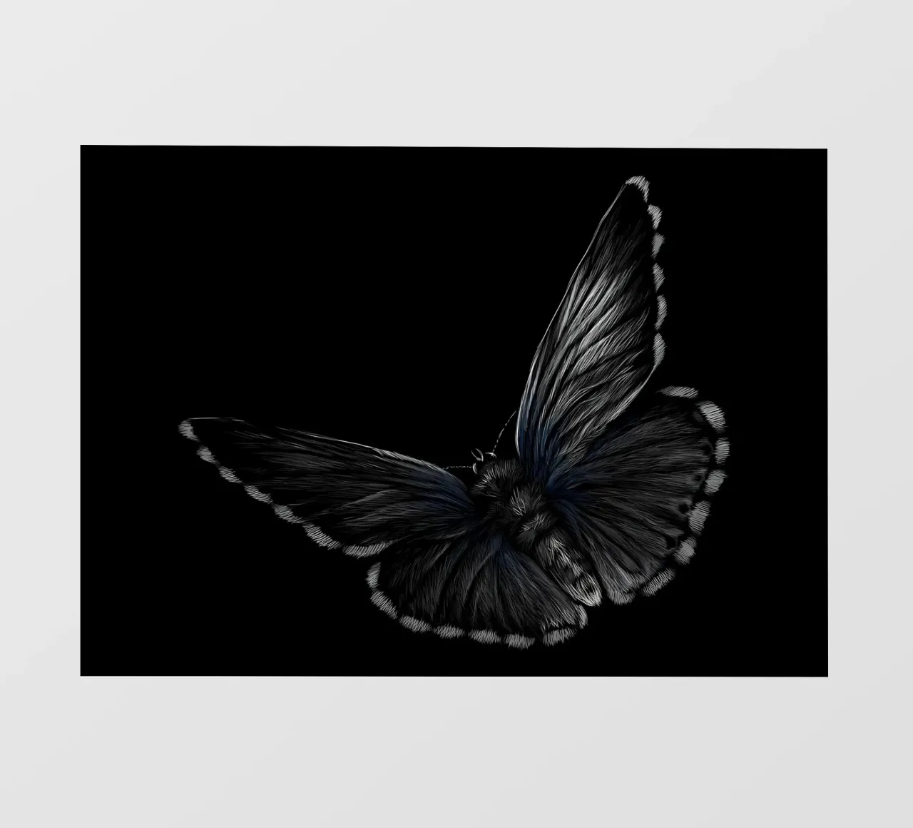 Farfalla pellicola backlit da Delaplane