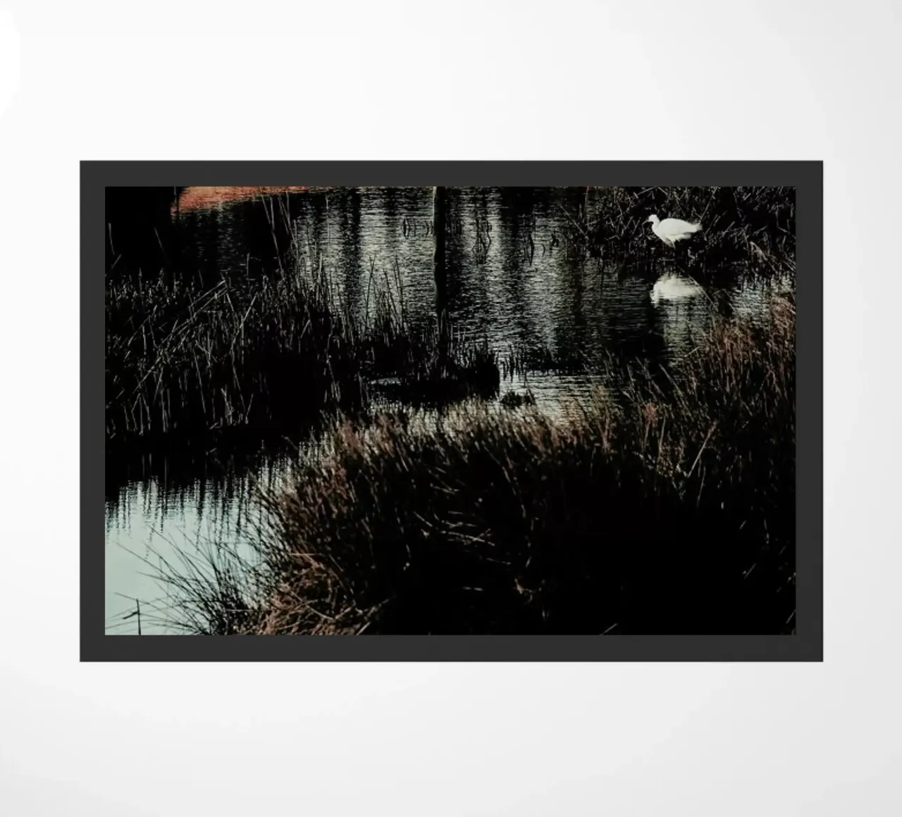 Solitude zerbino da Ingrid Beddoes