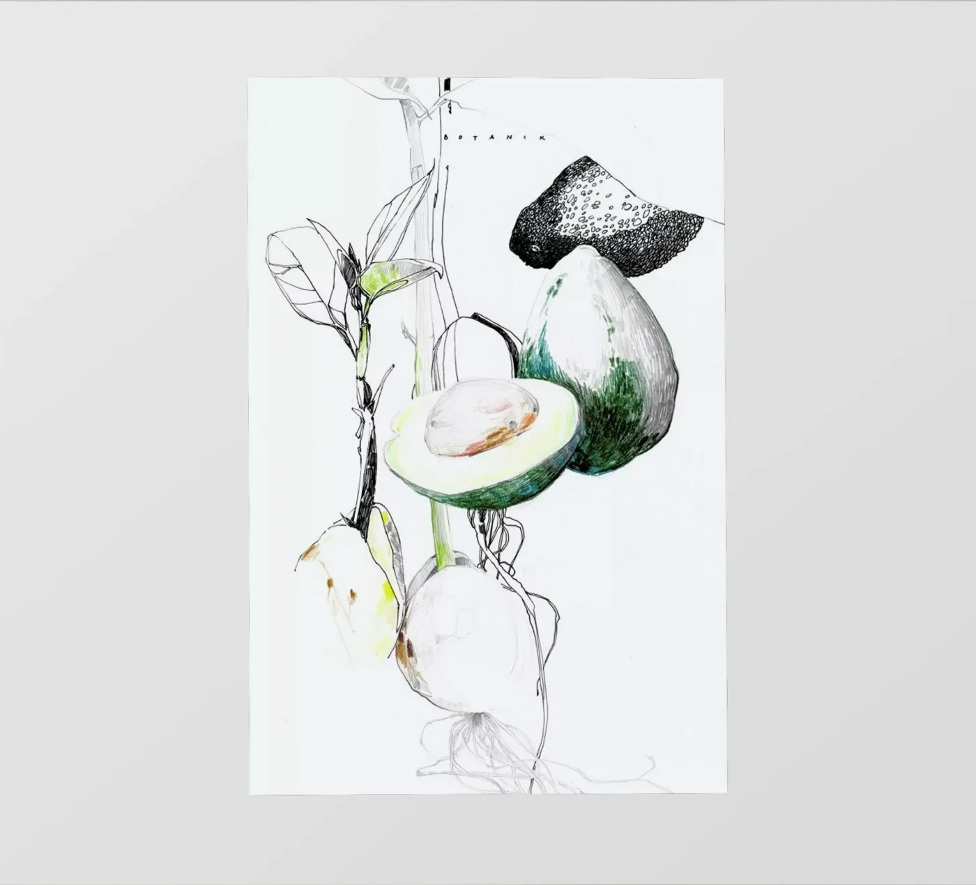 Avocado pellicola backlit da Mala Alani