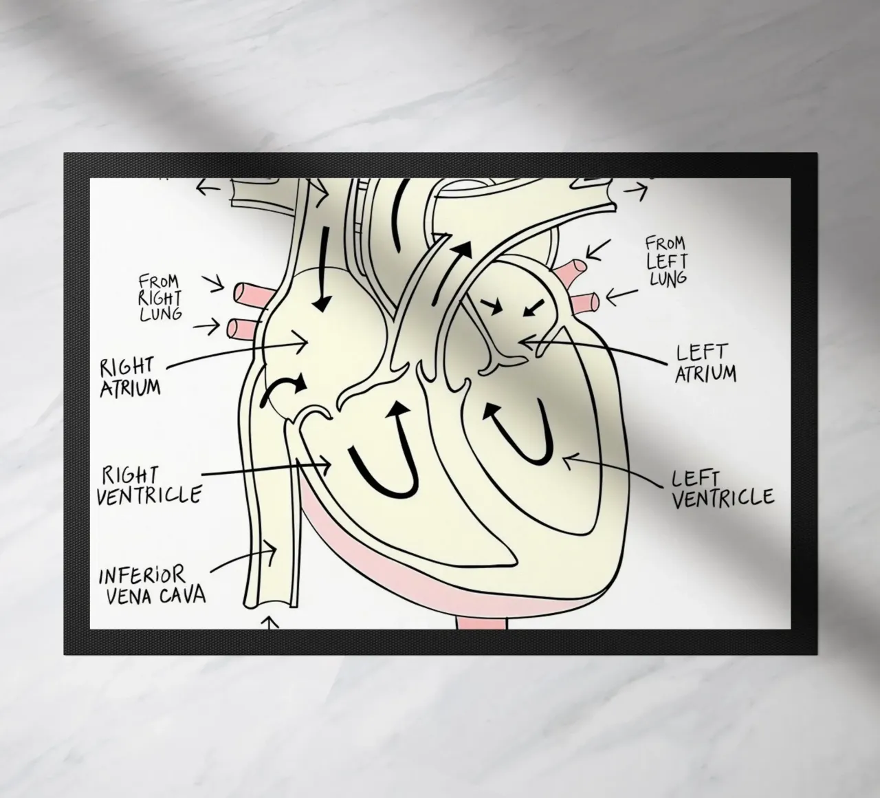 Anatomia del cuore zerbino da Mikesell