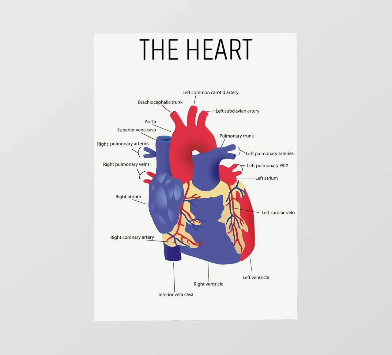 Anatomia del cuore pellicola backlit da Mikesell