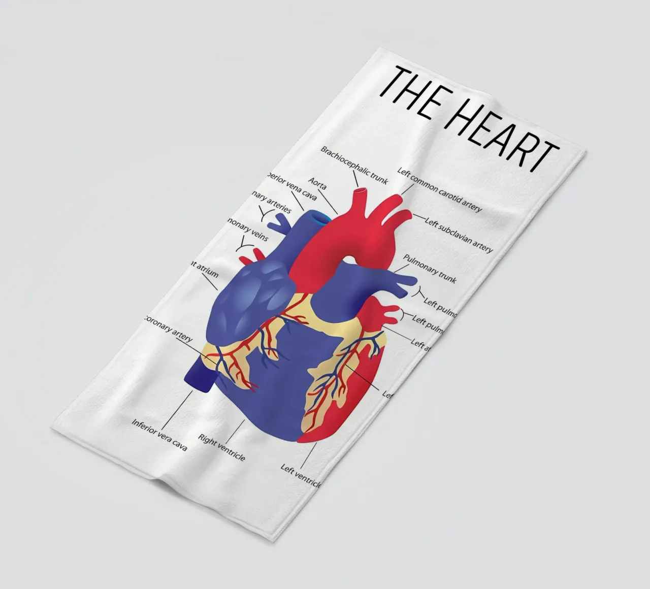 Anatomia del cuore telo mare da Mikesell