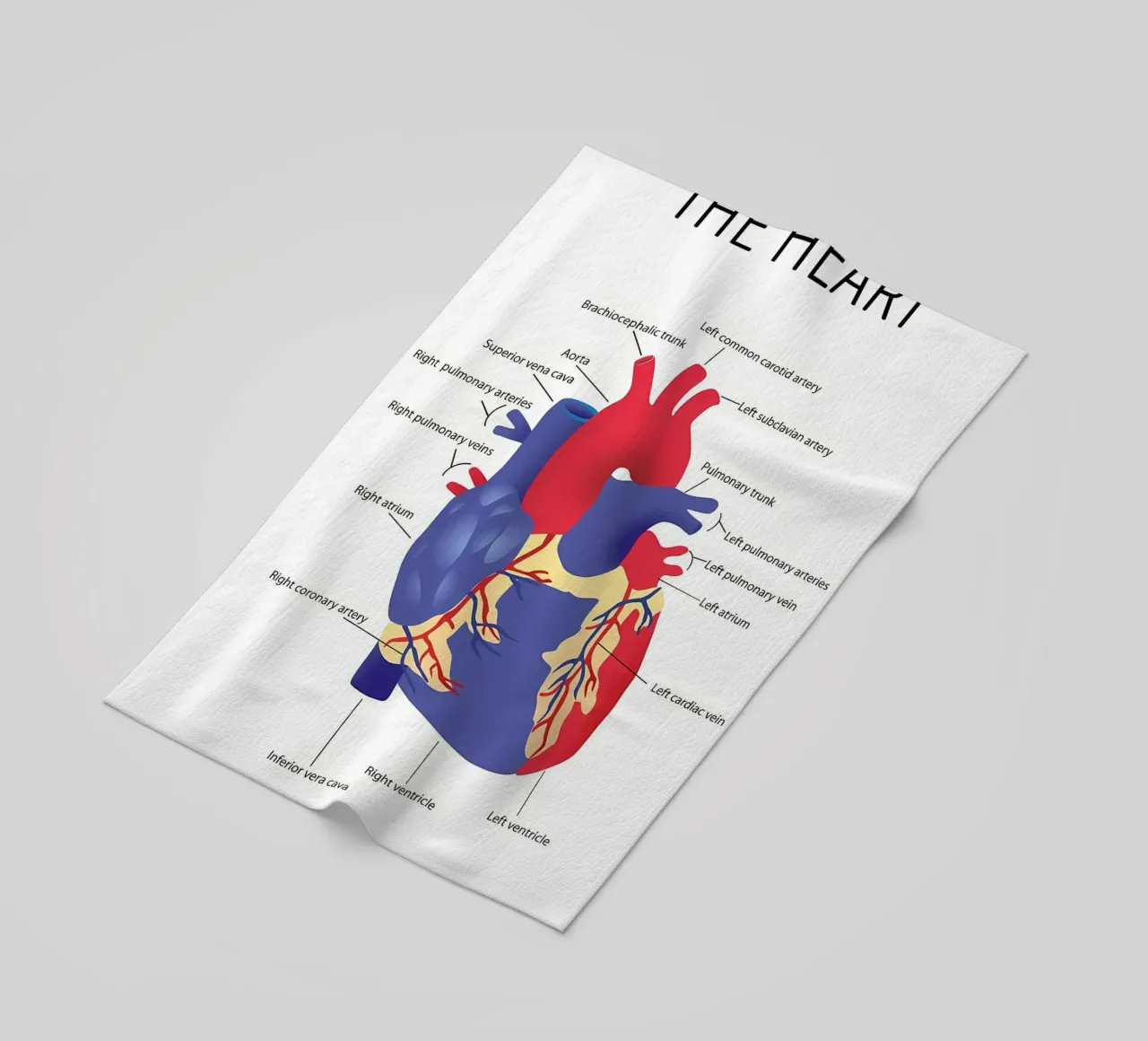 Anatomia del cuore telo mare da Mikesell