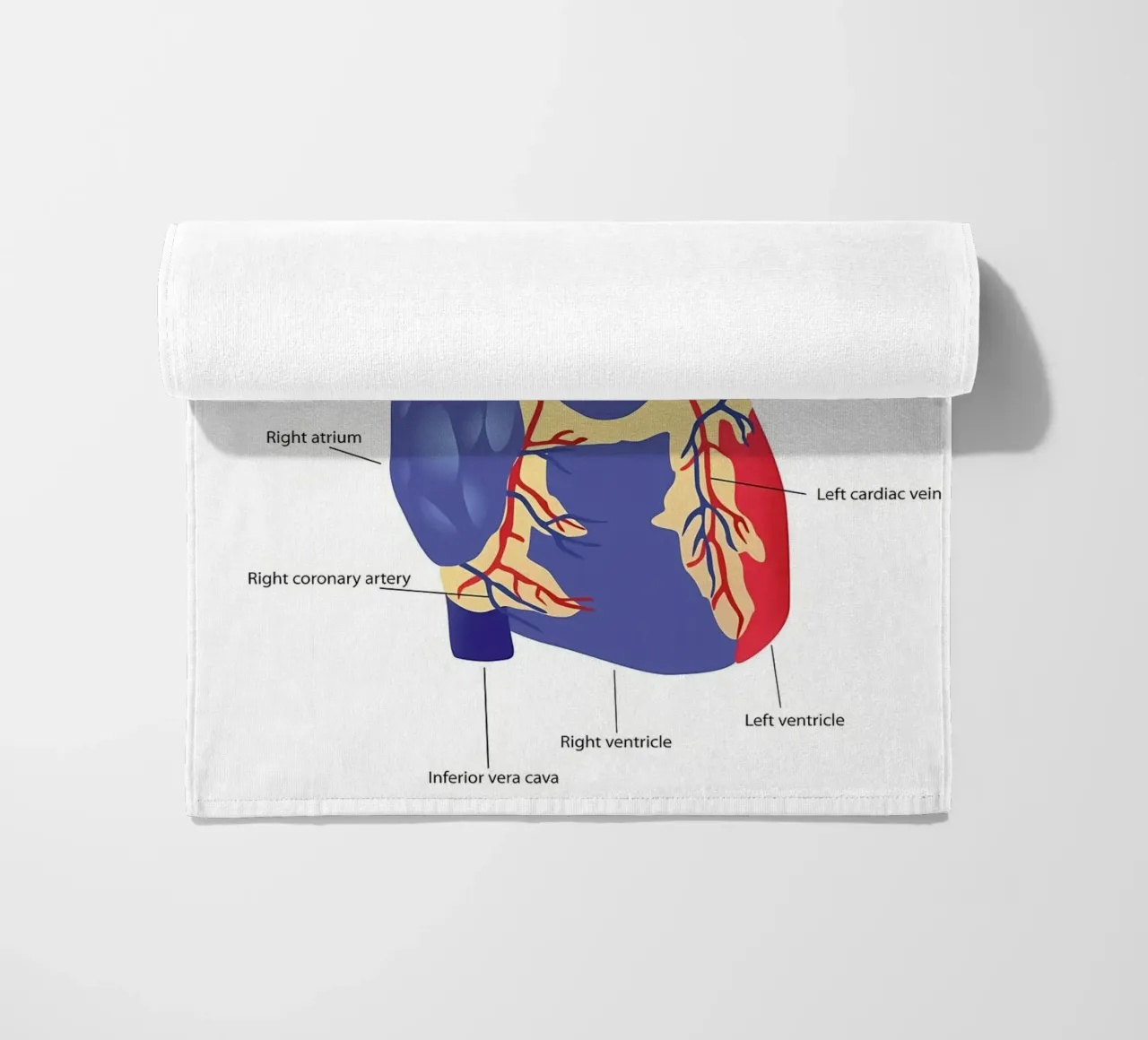 Anatomia del cuore telo mare da Mikesell