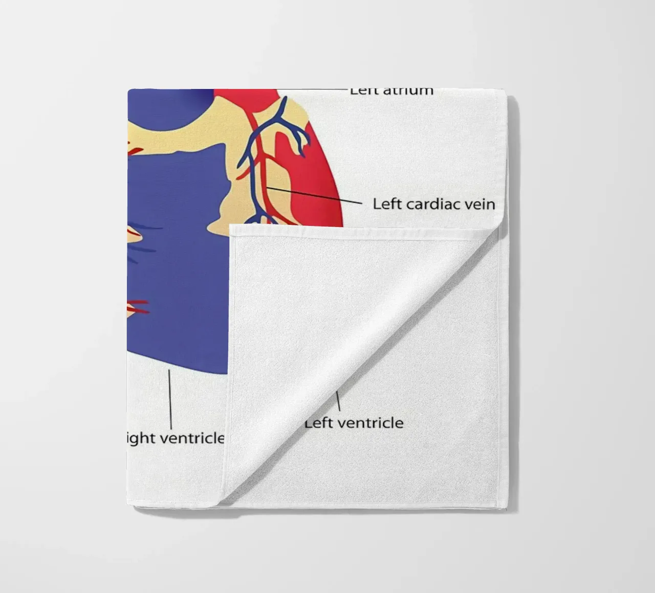 Anatomia del cuore telo mare da Mikesell