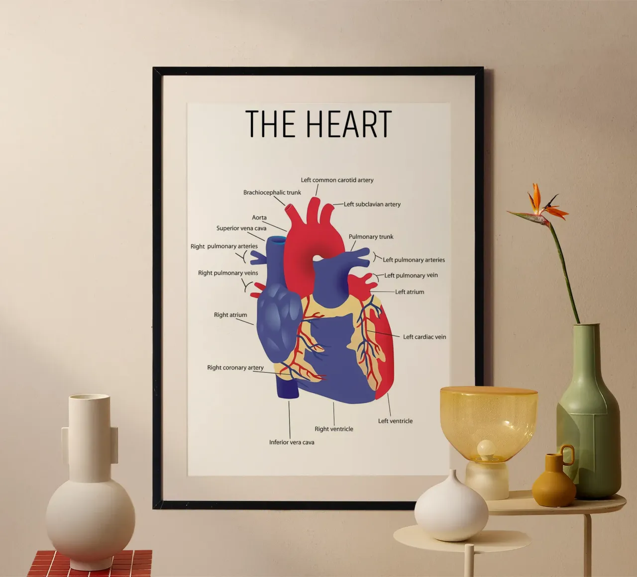 Herz Anatomie Hahnemühle von Mikesell