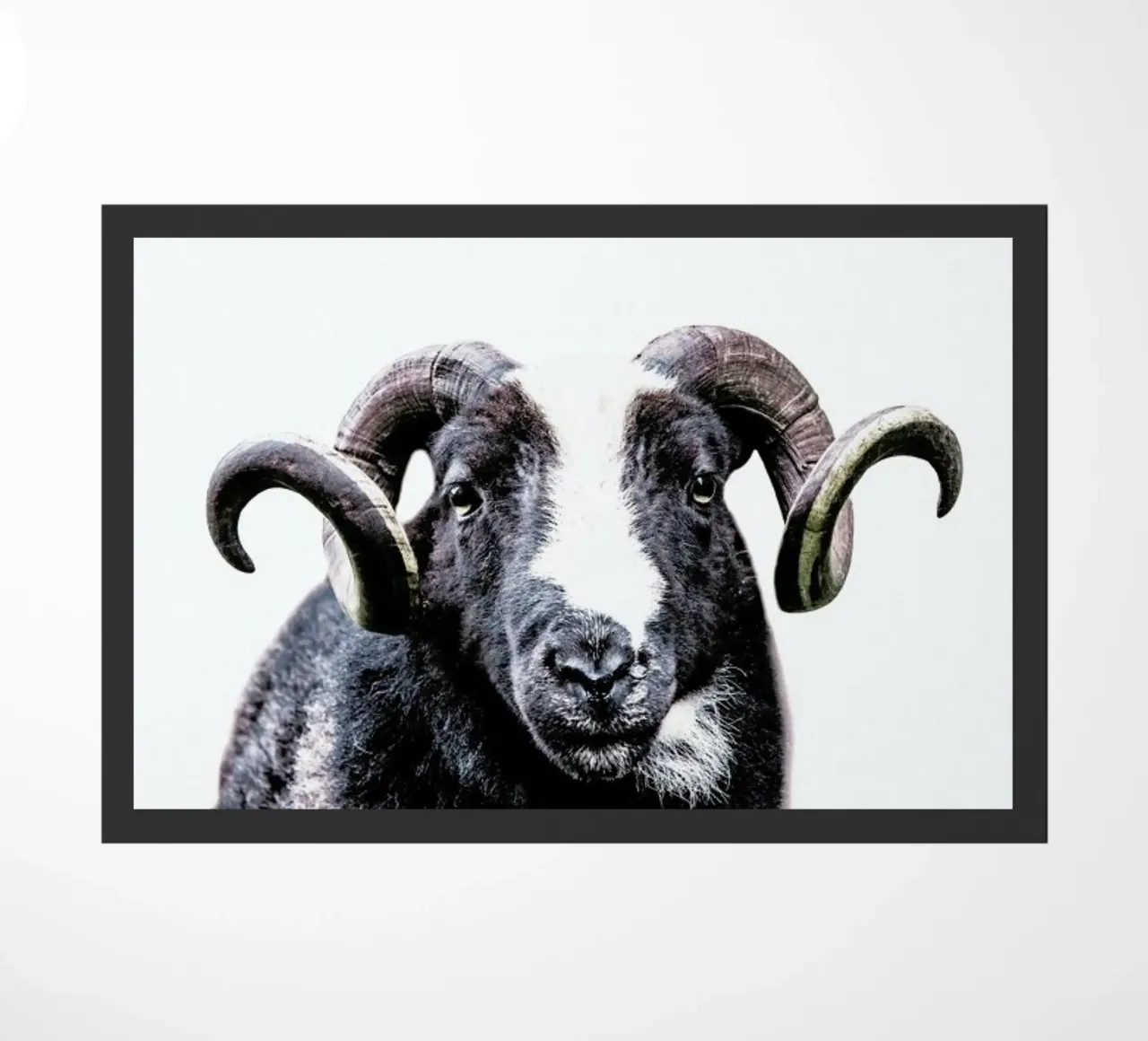 R.A.M zerbino da Victoria Frost