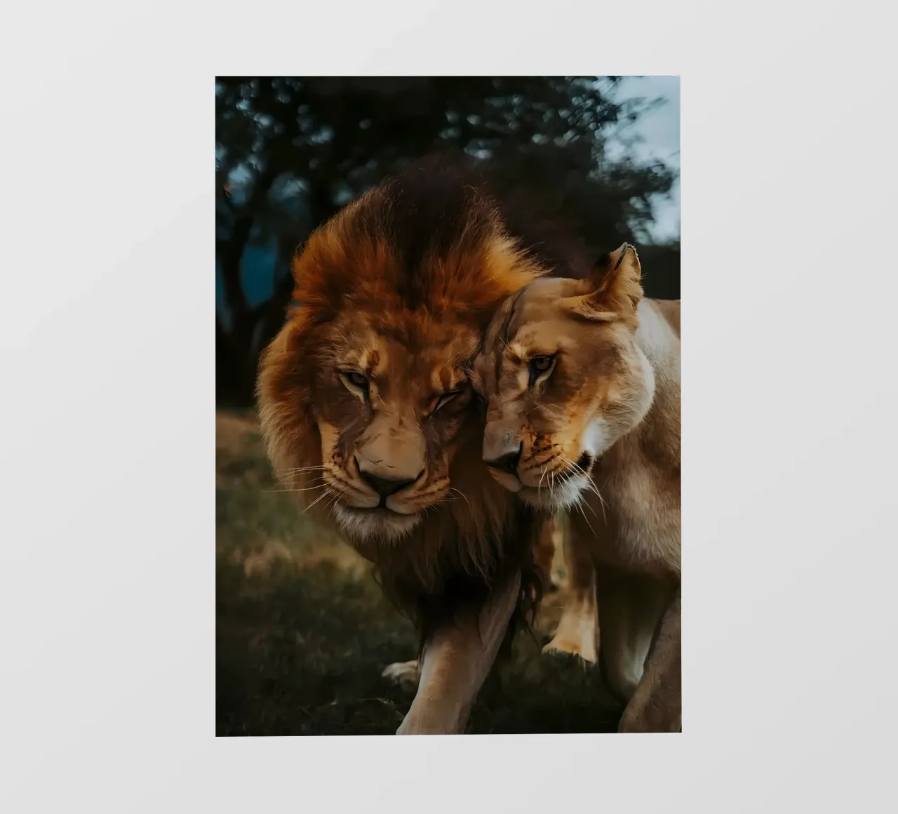 Leeuwen Liefde pvc-zeil van Mikesell