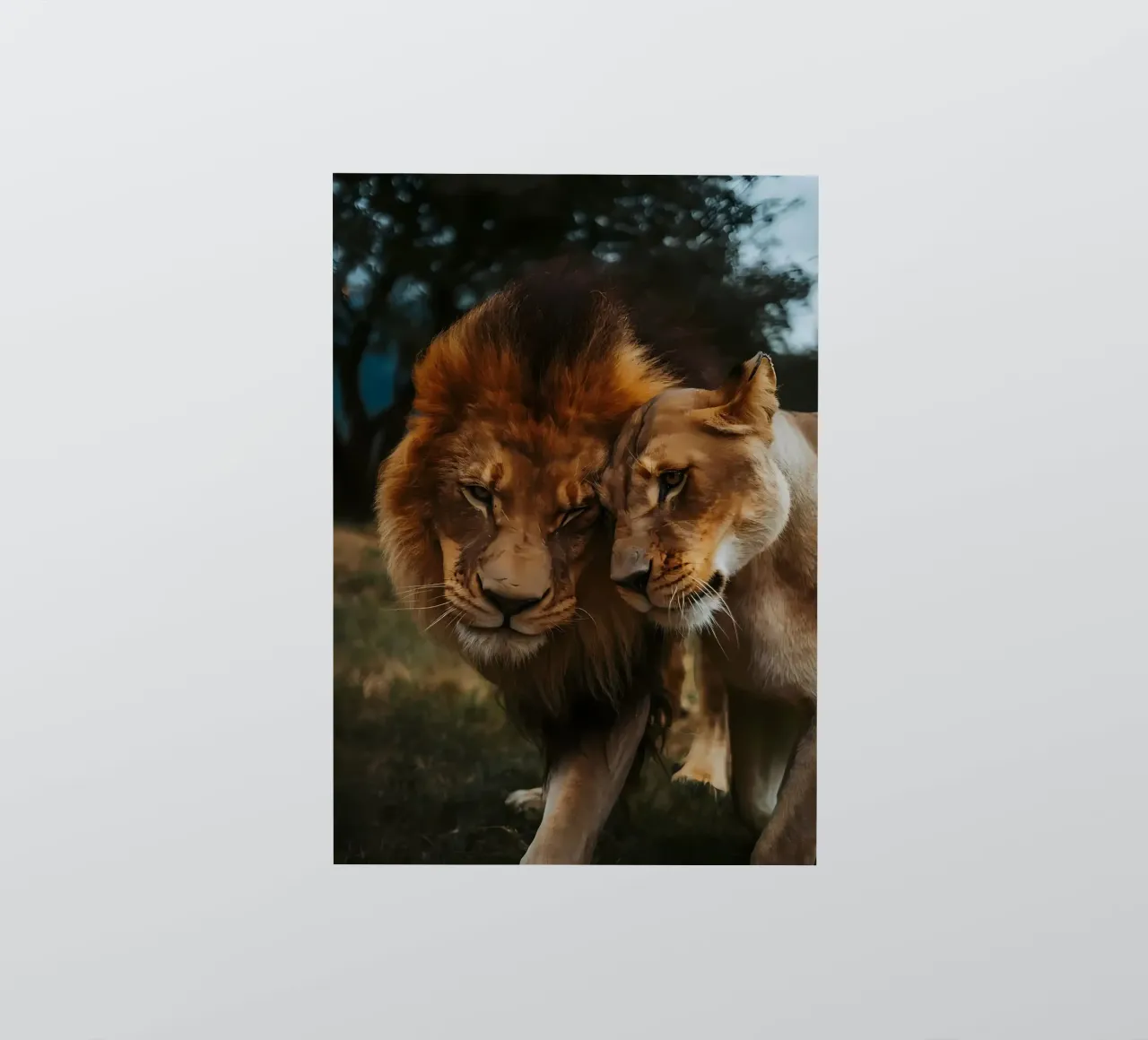 Leeuwen Liefde sticker van Mikesell