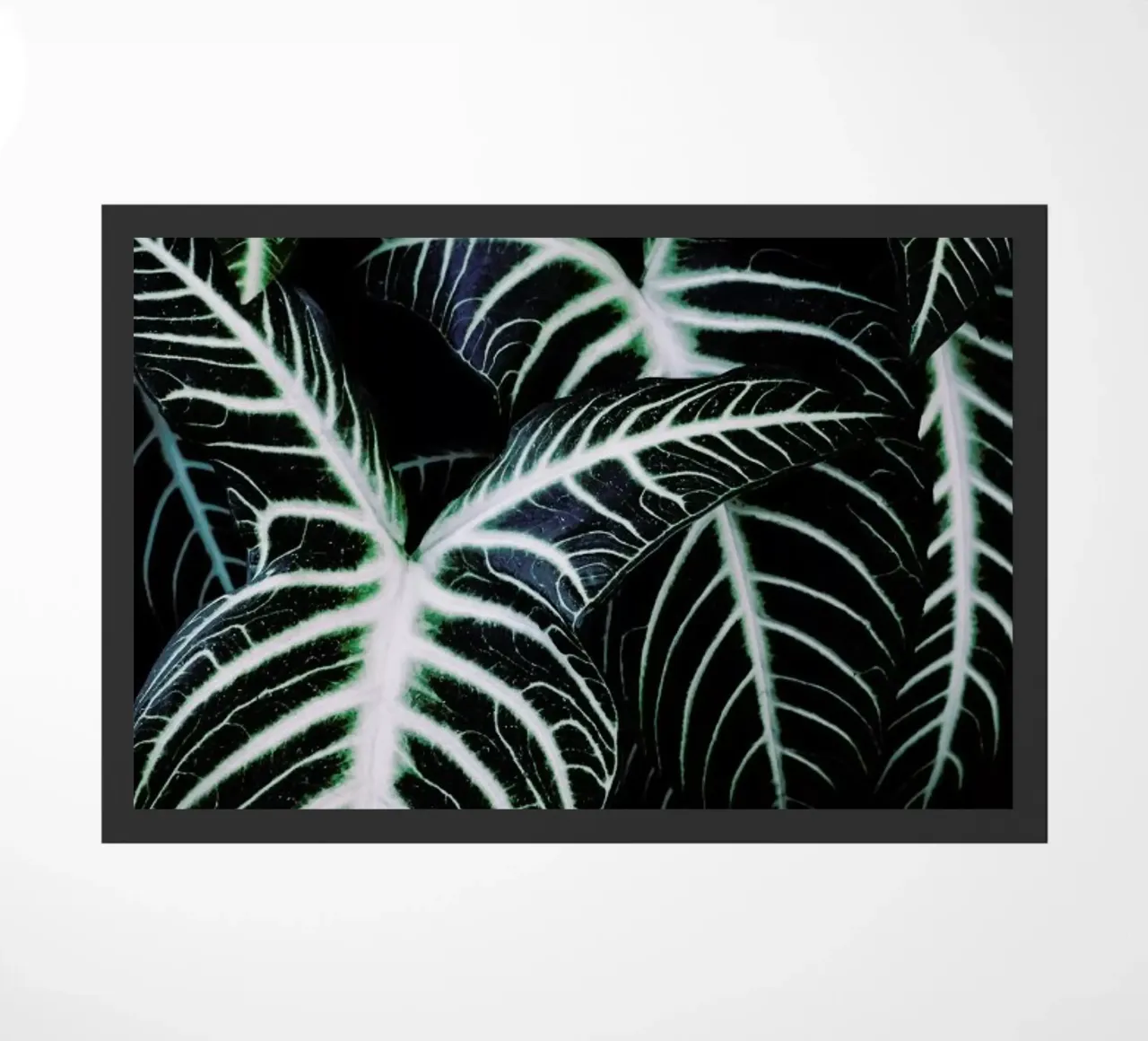 Jungle 2 zerbino da Amy & Kurt