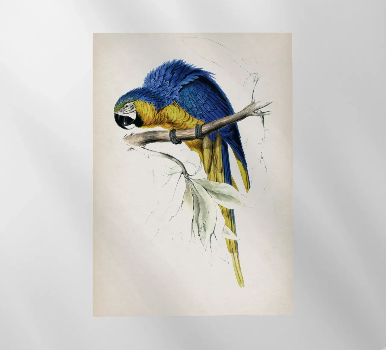 Vintage Lear 1 Macrocerus Ararauna pellicola backlit da Vintage Print Collection
