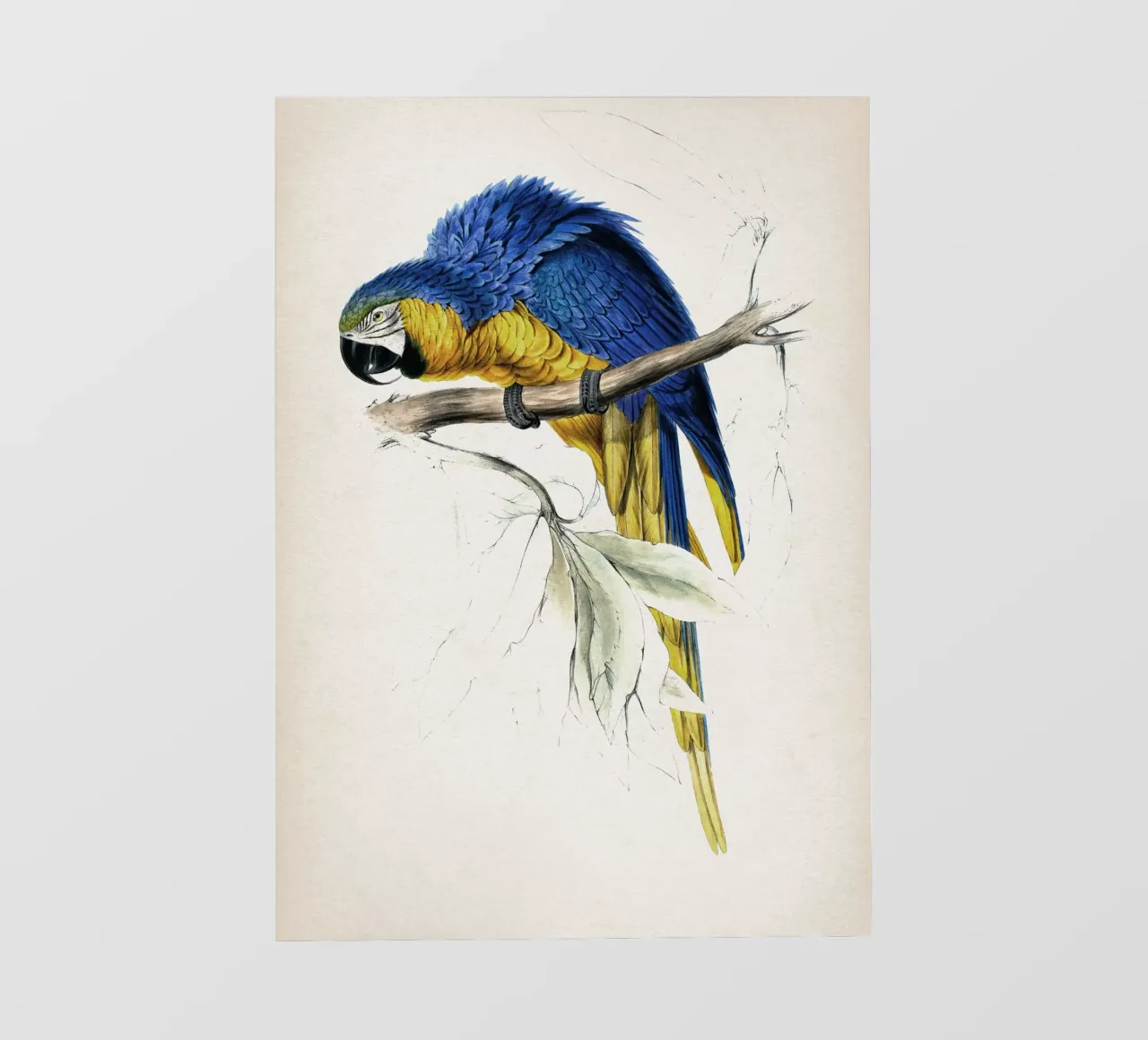 Vintage Lear 1 Macrocerus Ararauna pellicola backlit da Vintage Print Collection