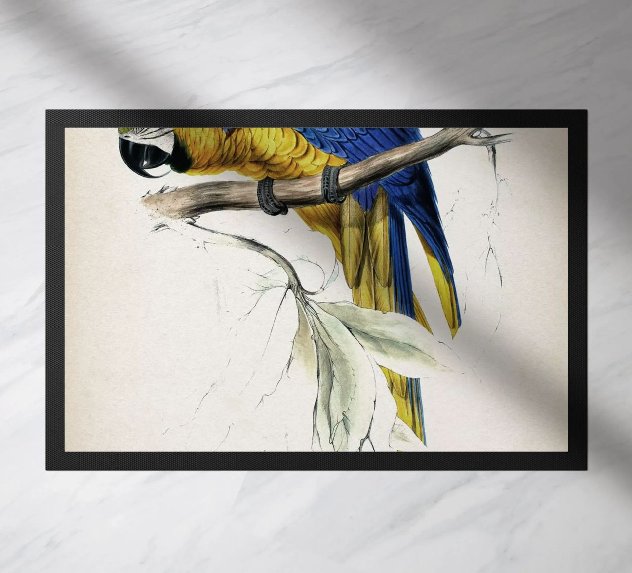 Vintage Lear 1 Macrocerus Ararauna zerbino da Vintage Print Collection