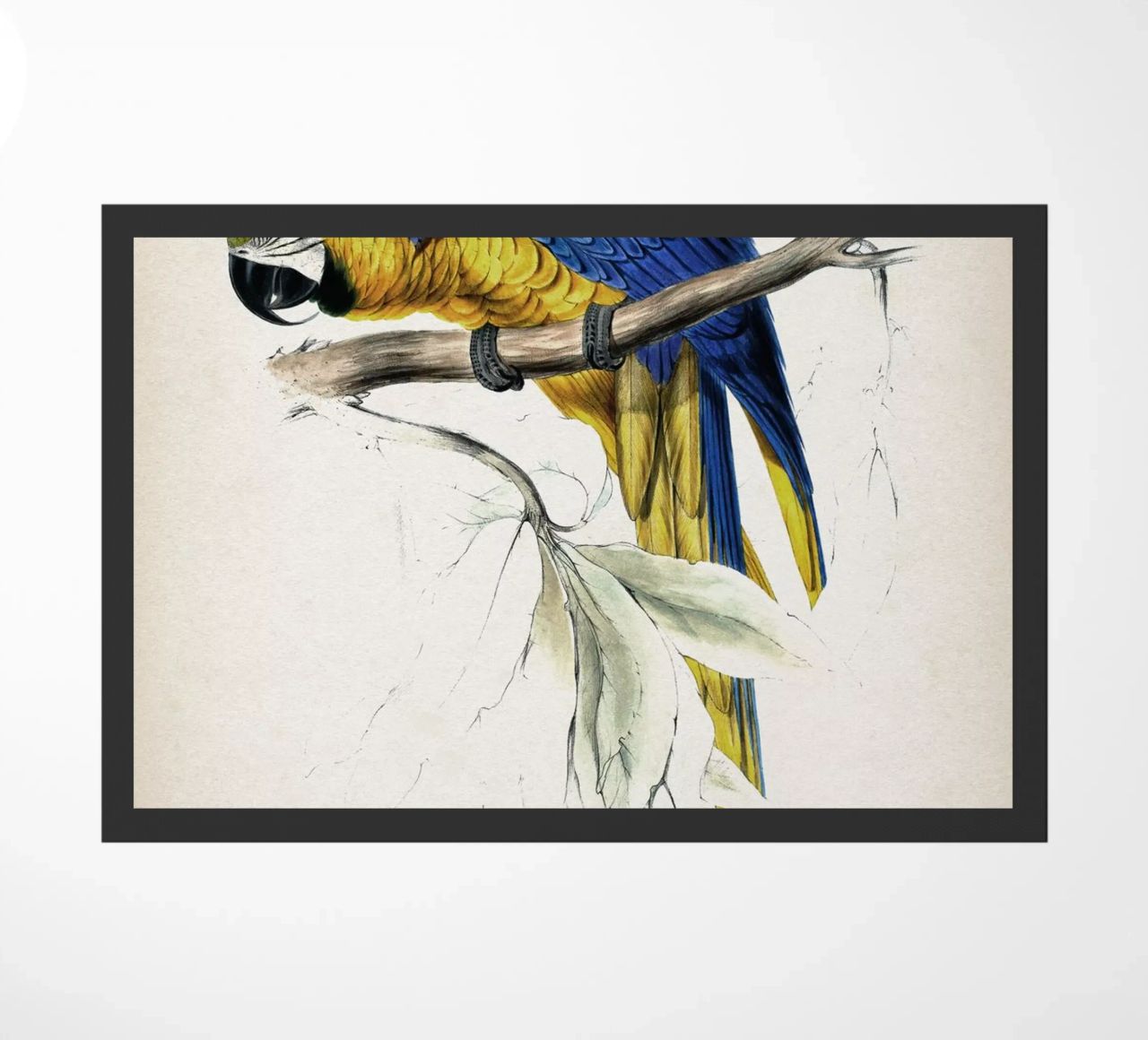 Vintage Lear 1 Macrocerus Ararauna zerbino da Vintage Print Collection