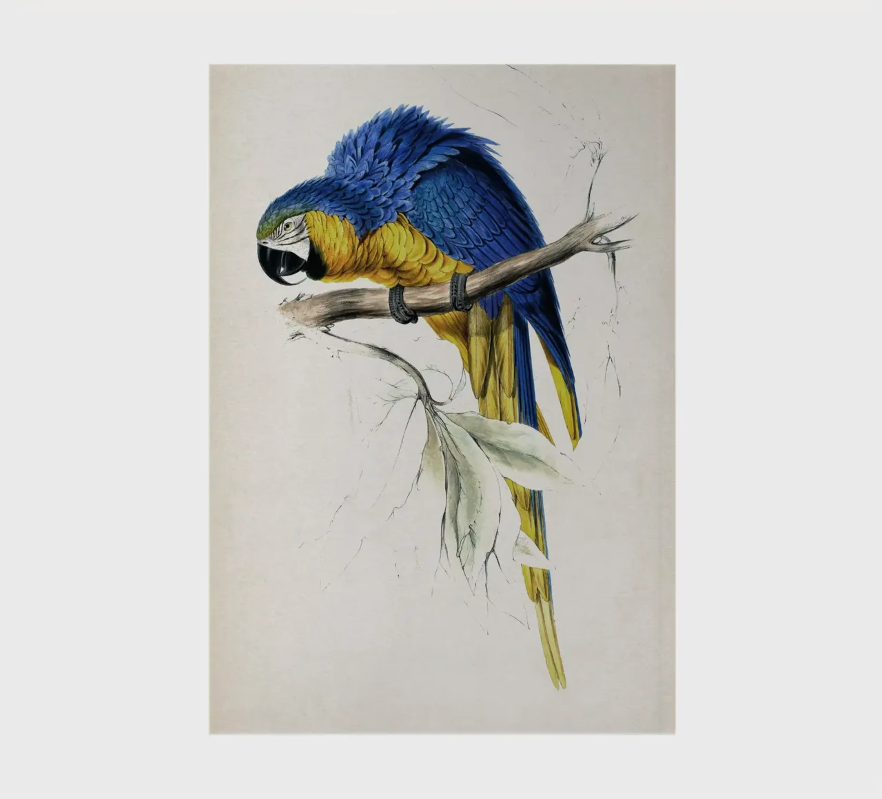 Vintage Lear 1 Macrocerus Ararauna notebook by Vintage Print Collection