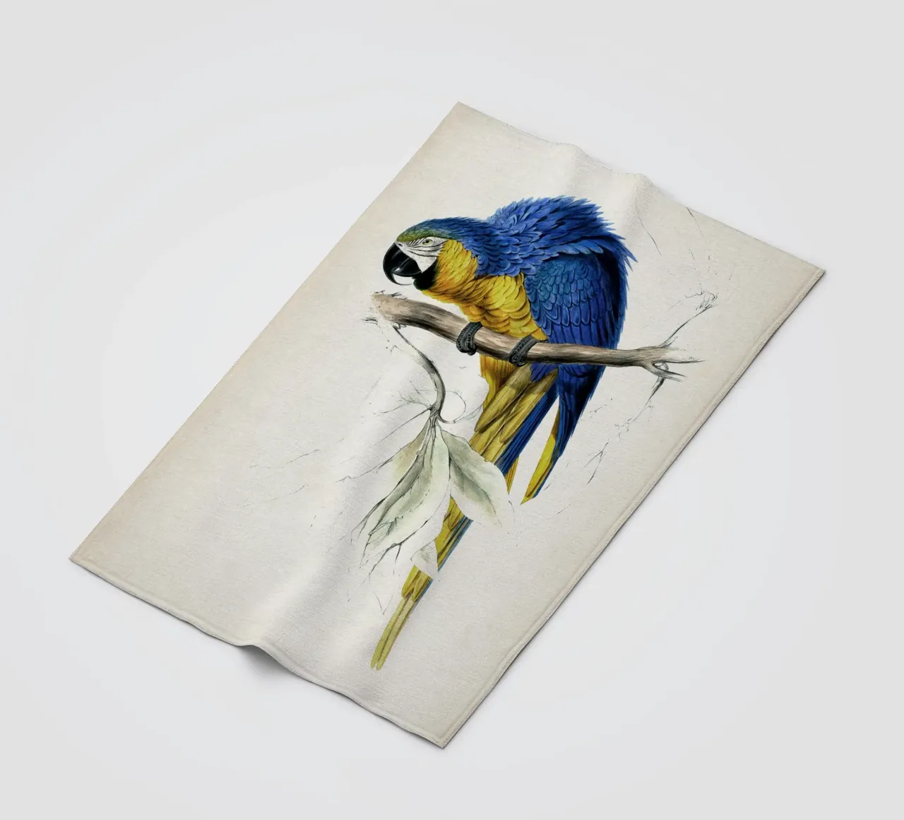 Vintage Lear 1 Macrocerus Ararauna coperta in pile da Vintage Print Collection
