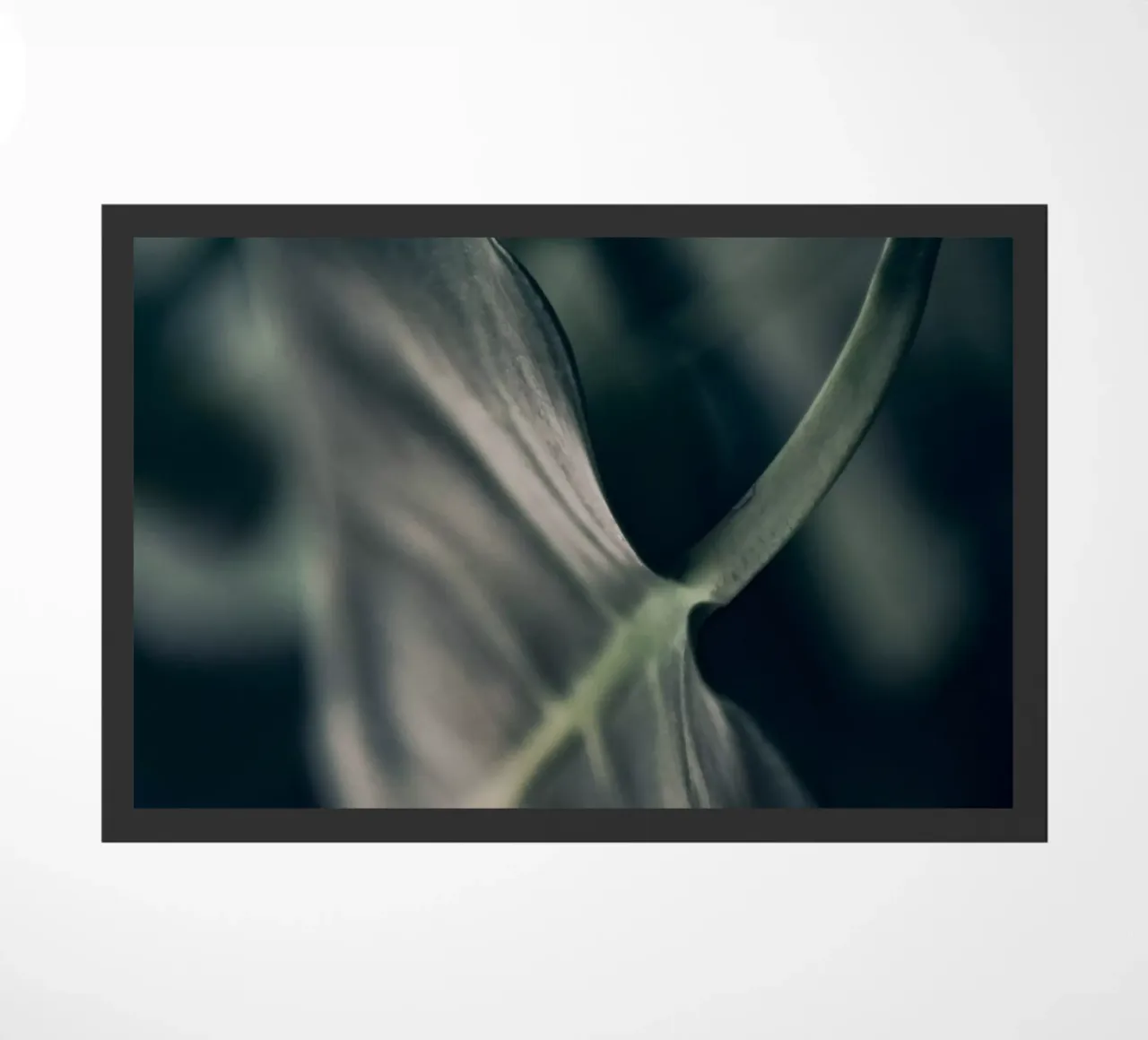 Moody Monstera 4 zerbino da Klaus with K