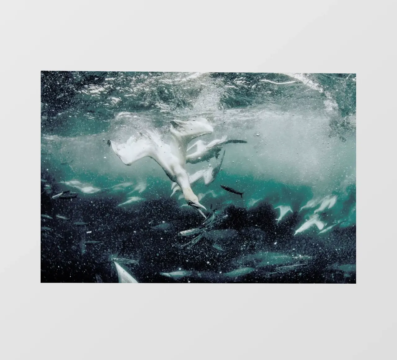 Battle by @JimmySong1 telo in pvc da EyeEm Mobile GmbH