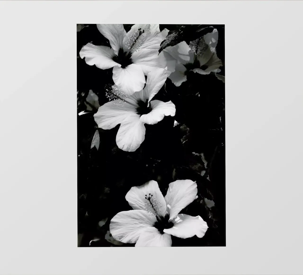 Hibiscus pellicola backlit da Ingrid Beddoes