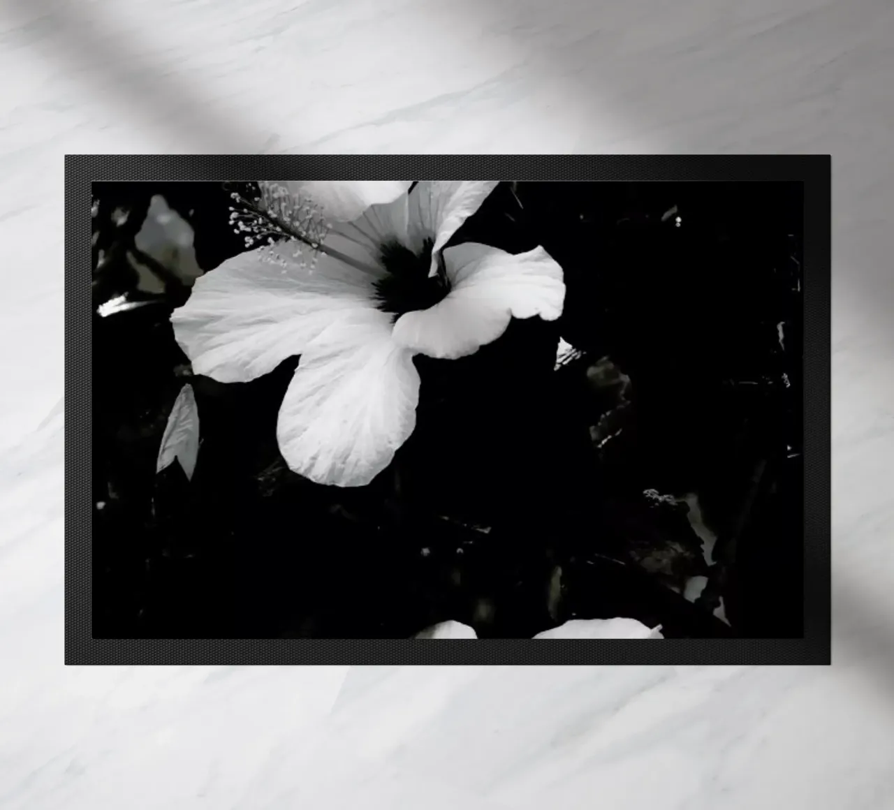 Hibiscus zerbino da Ingrid Beddoes