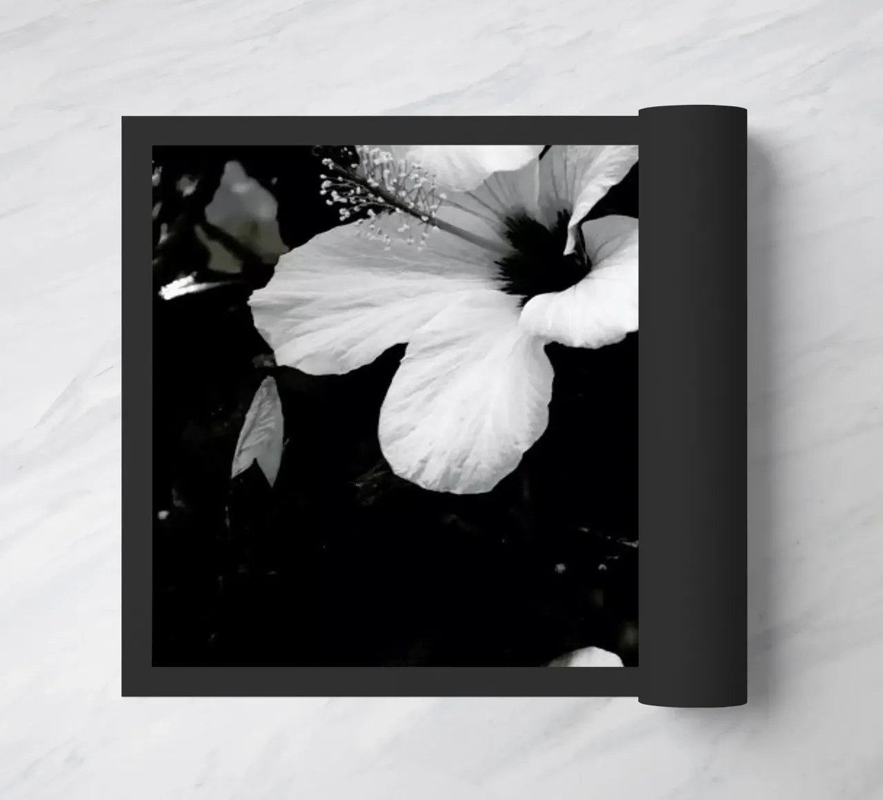 Hibiscus zerbino da Ingrid Beddoes