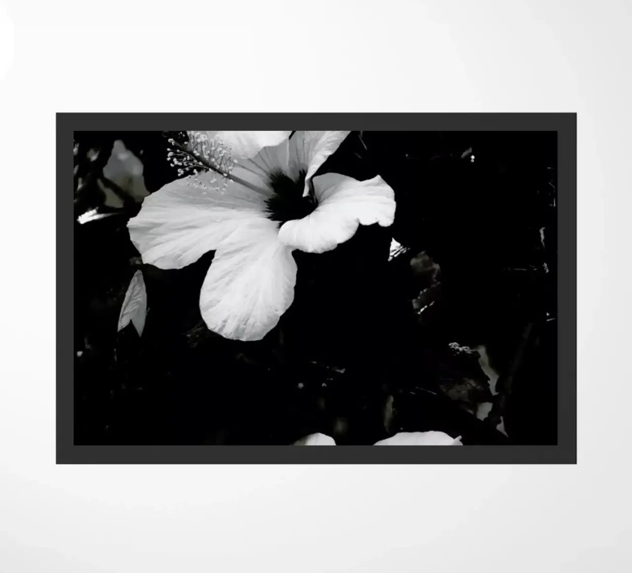 Hibiscus zerbino da Ingrid Beddoes