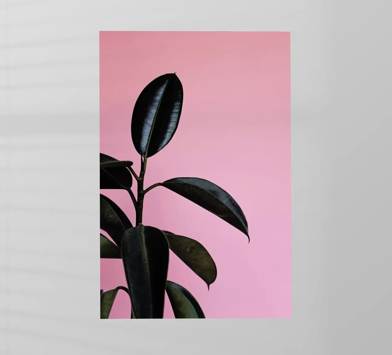 Ficus on Pink by @scottywebb pellicola backlit da EyeEm Mobile GmbH