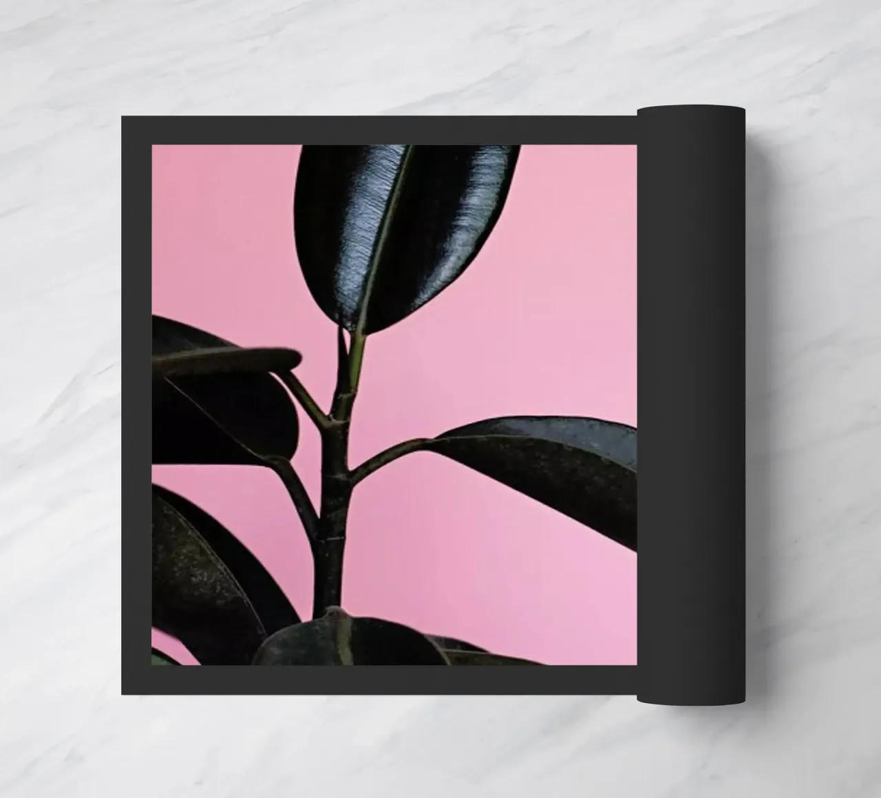 Ficus on Pink by @scottywebb zerbino da EyeEm Mobile GmbH