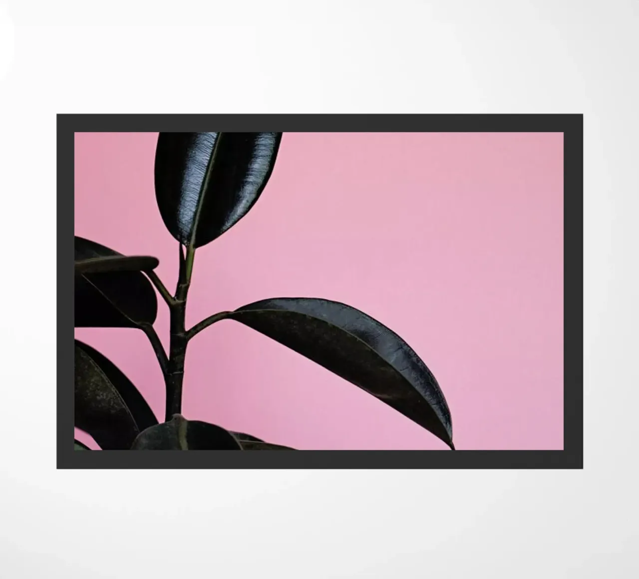 Ficus on Pink by @scottywebb zerbino da EyeEm Mobile GmbH