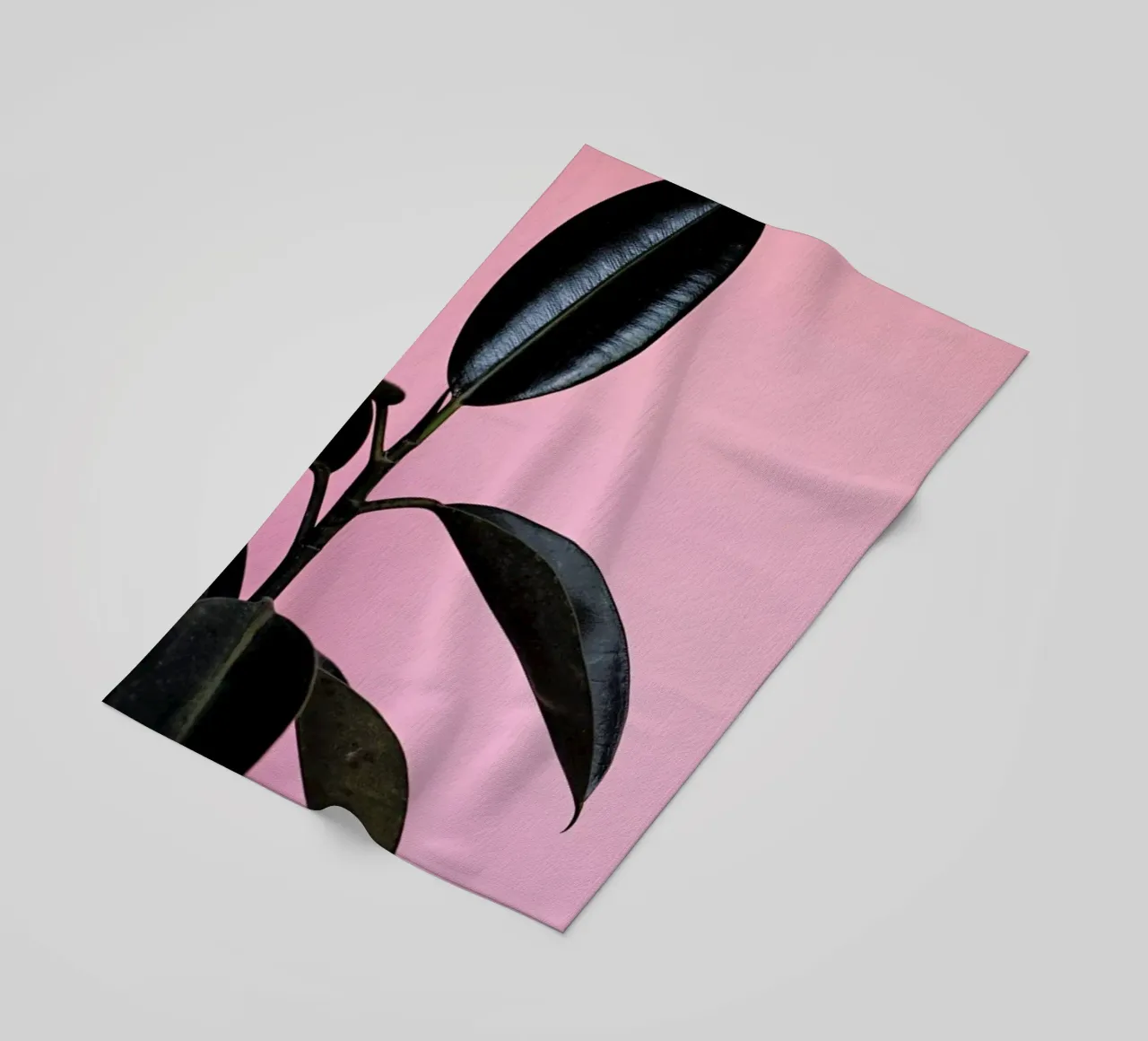 Ficus on Pink by @scottywebb telo mare da EyeEm Mobile GmbH