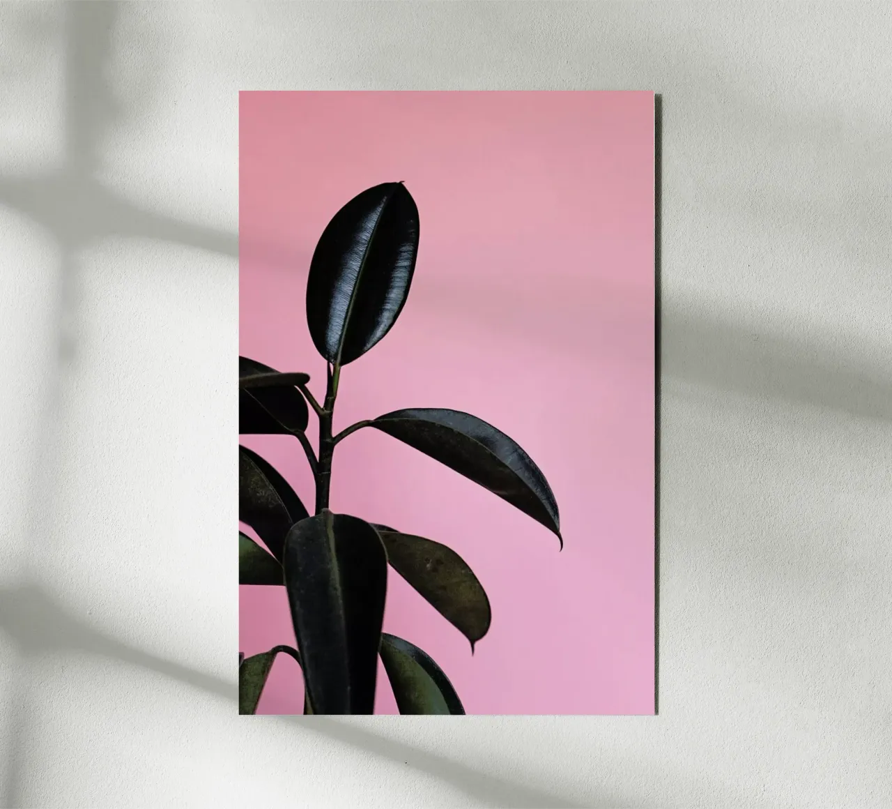 Ficus on Pink by @scottywebb alluminio dibond da EyeEm Mobile GmbH