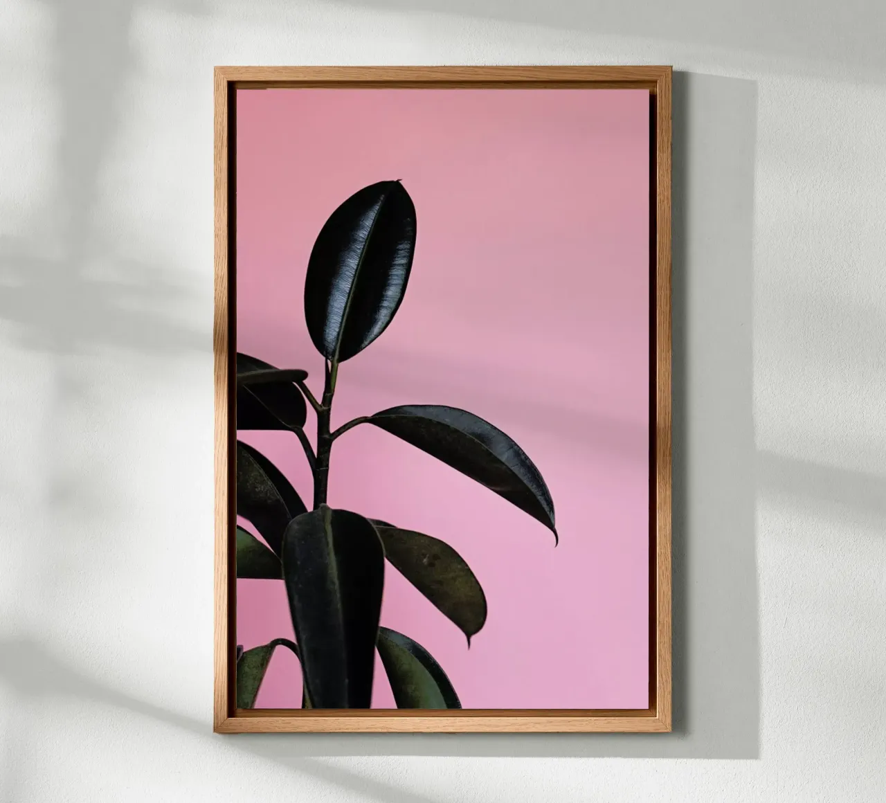 Ficus on Pink by @scottywebb tela con Cornice a cassetta da EyeEm Mobile GmbH