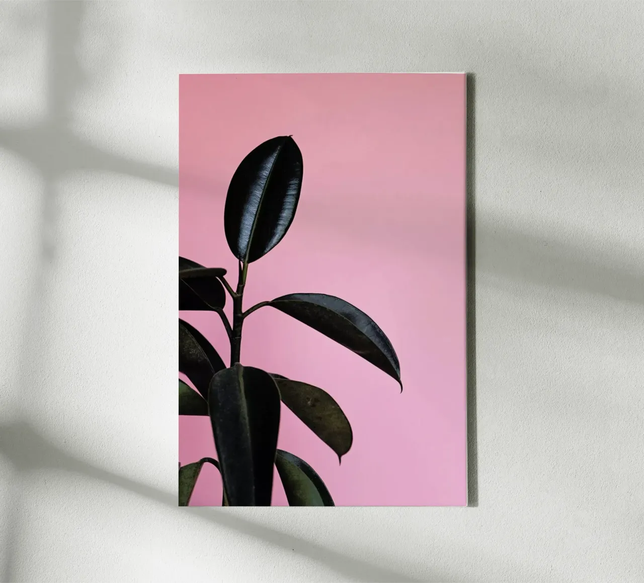 Ficus on Pink by @scottywebb tela con Cornice a cassetta da EyeEm Mobile GmbH