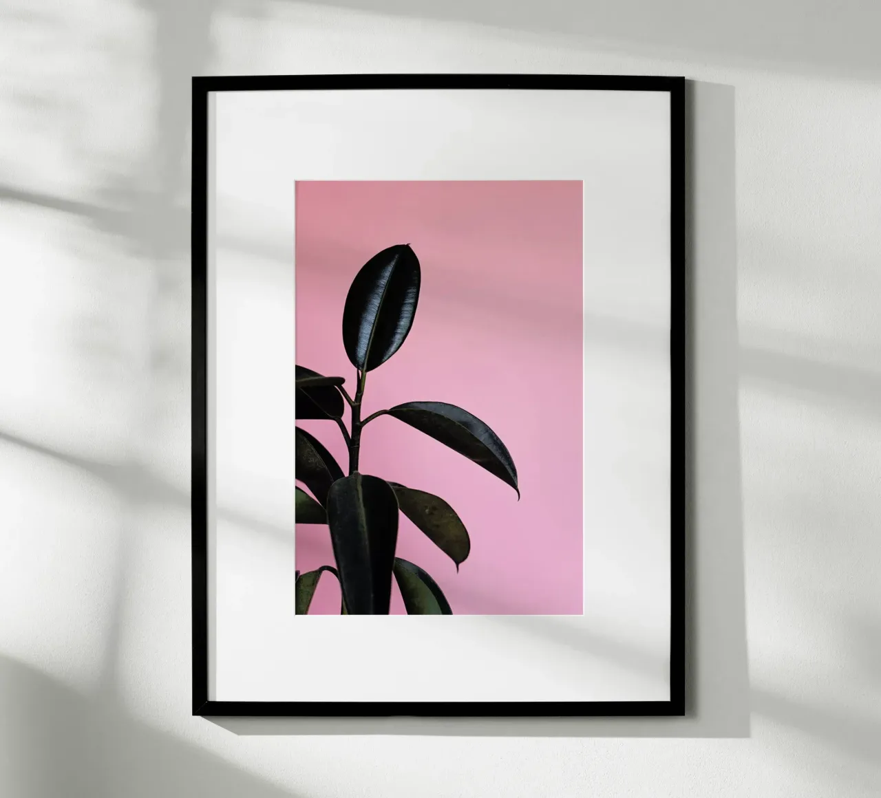 Ficus on Pink by @scottywebb carta hahnemühle da EyeEm Mobile GmbH