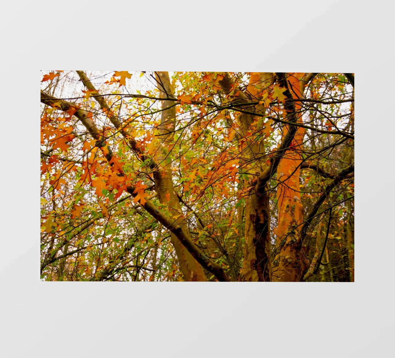 Autunno giallo e arancione telo in pvc da Teresa André