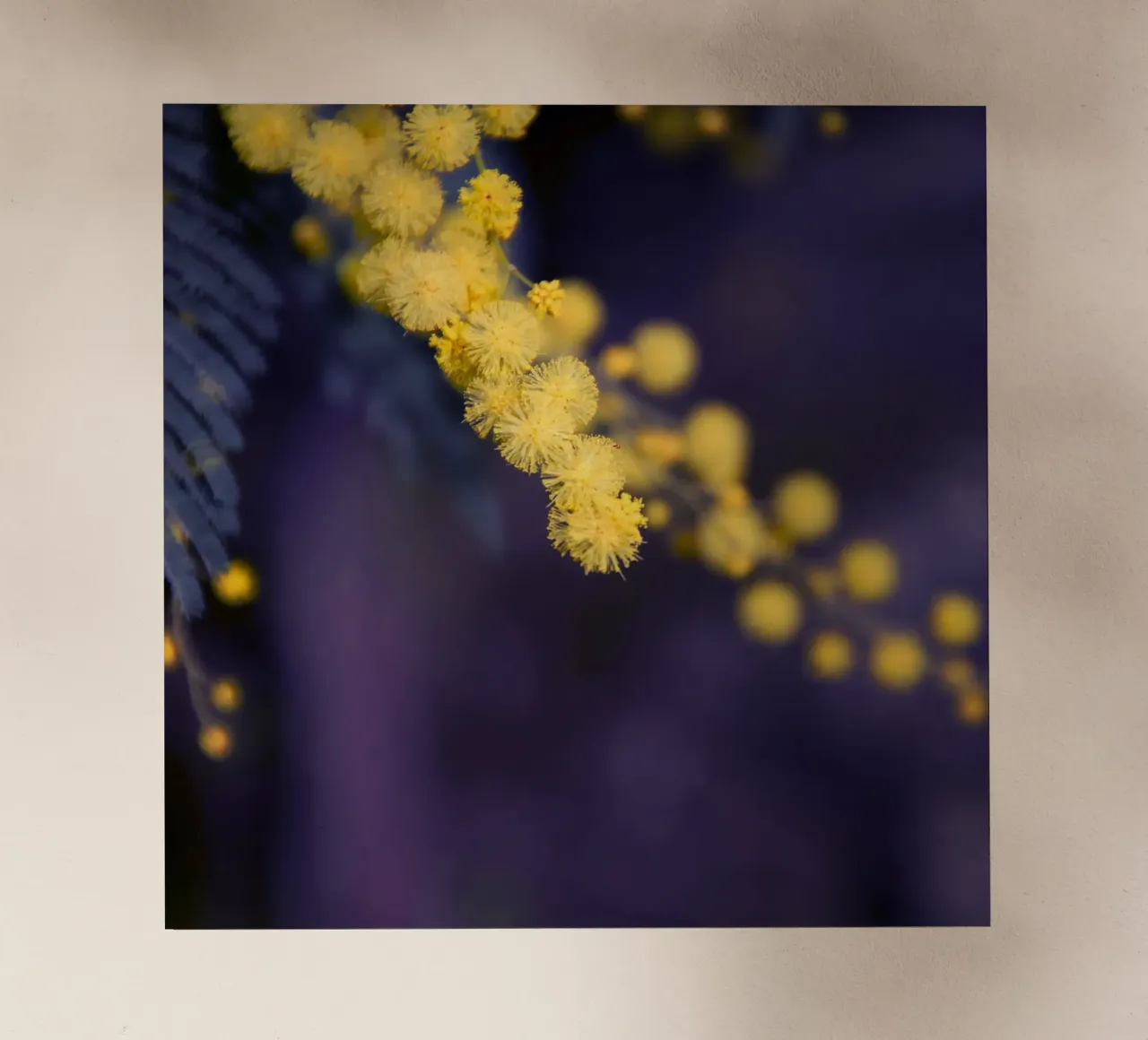 Fiore di mimosa di notte pellicola backlit da Teresa André