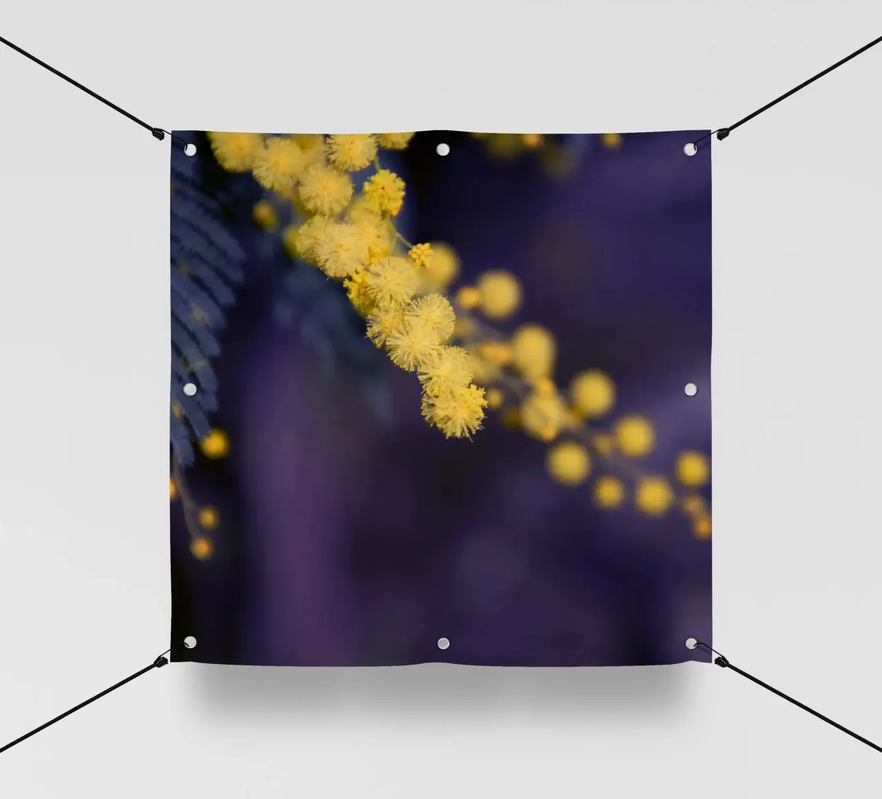 Fiore di mimosa di notte telo in pvc da Teresa André