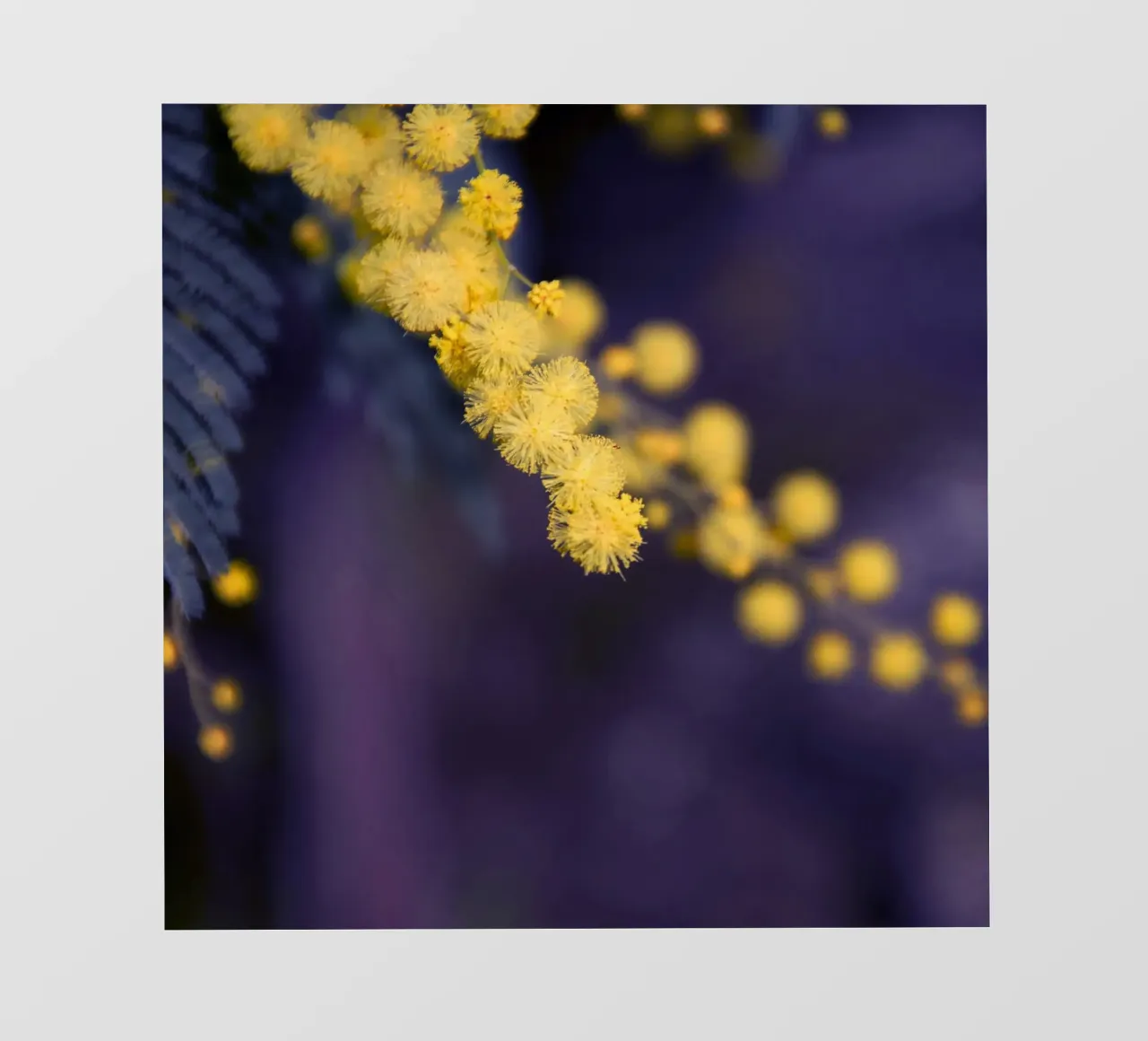 Fiore di mimosa di notte telo in pvc da Teresa André