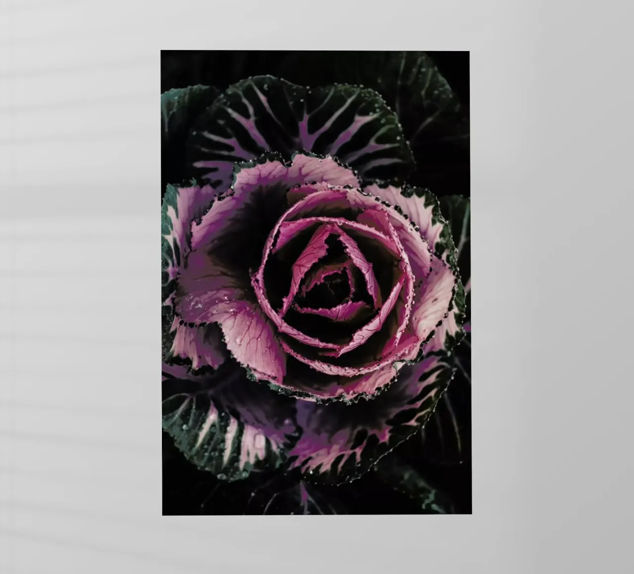 Pink Rosette pellicola backlit da Ingrid Beddoes
